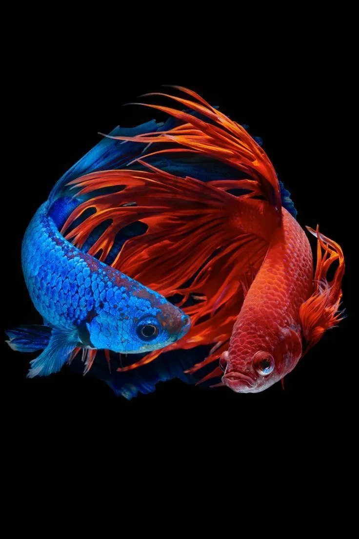 The Average Lifespan of a Betta Fish