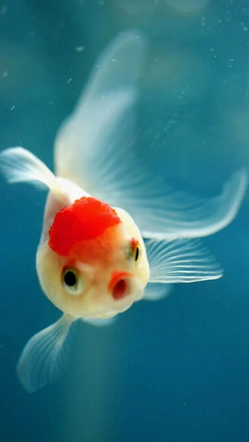 Cute fish, bonito, blue, green, pet, red, sea, water, HD phone wallpaper