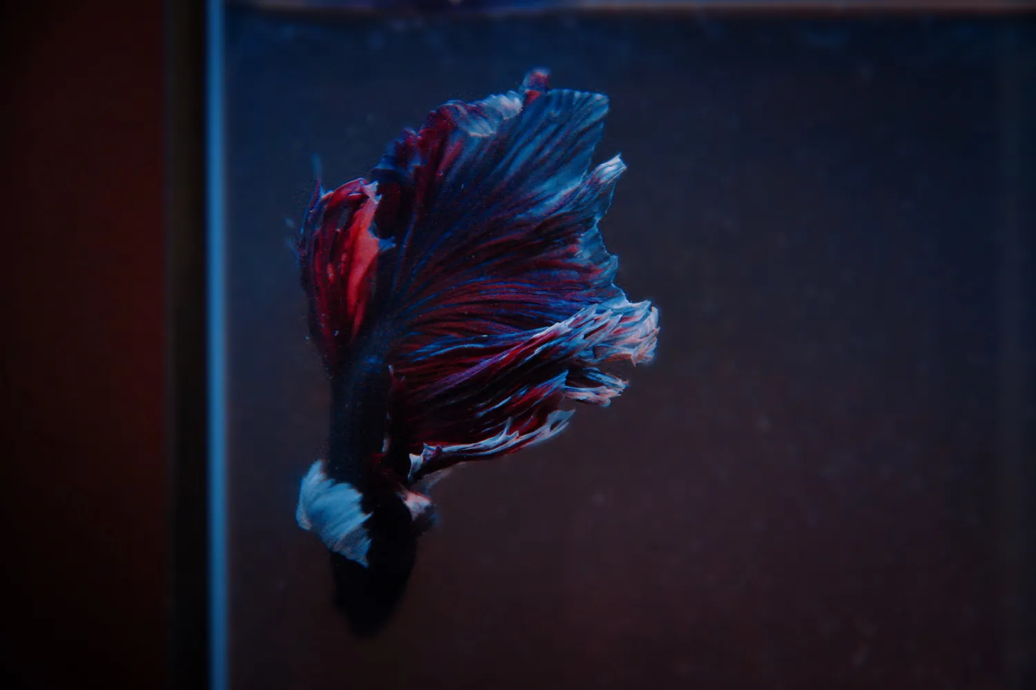 Betta Fish Photo, Download The BEST Free Betta Fish & HD Image