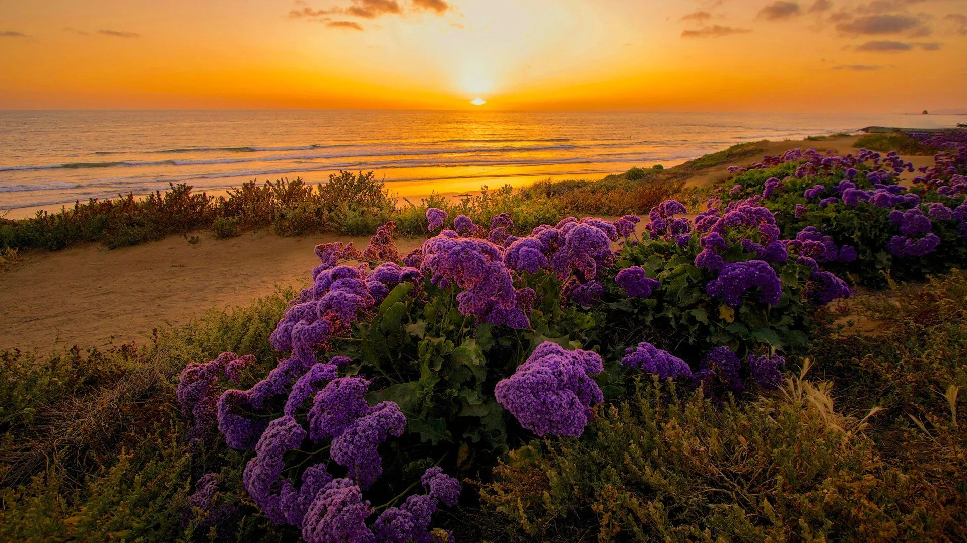 Sunset Over Purple Blooms