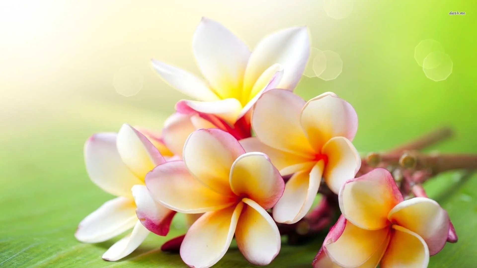Hawaii Sunset & Plumeria Flowers Art Print Set Unframed 4x6 Photo, Tropical Wall Decor