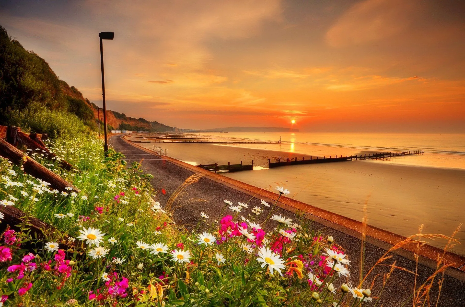 Sunset Serenity: Vibrant Coastline Flowers Meet Ocean Horizon in Stunning HD Wallpaperx1258