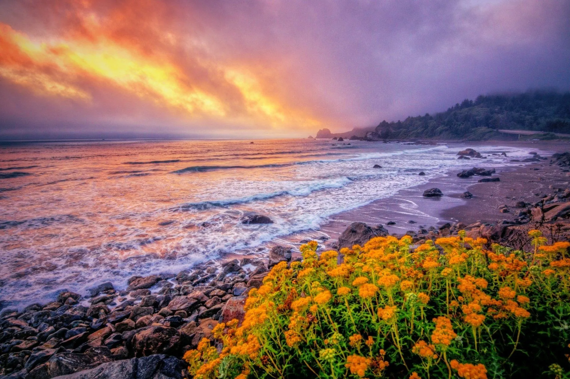 Download Horizon Ocean Flower Coast Nature Coastline HD Wallpaperx1364