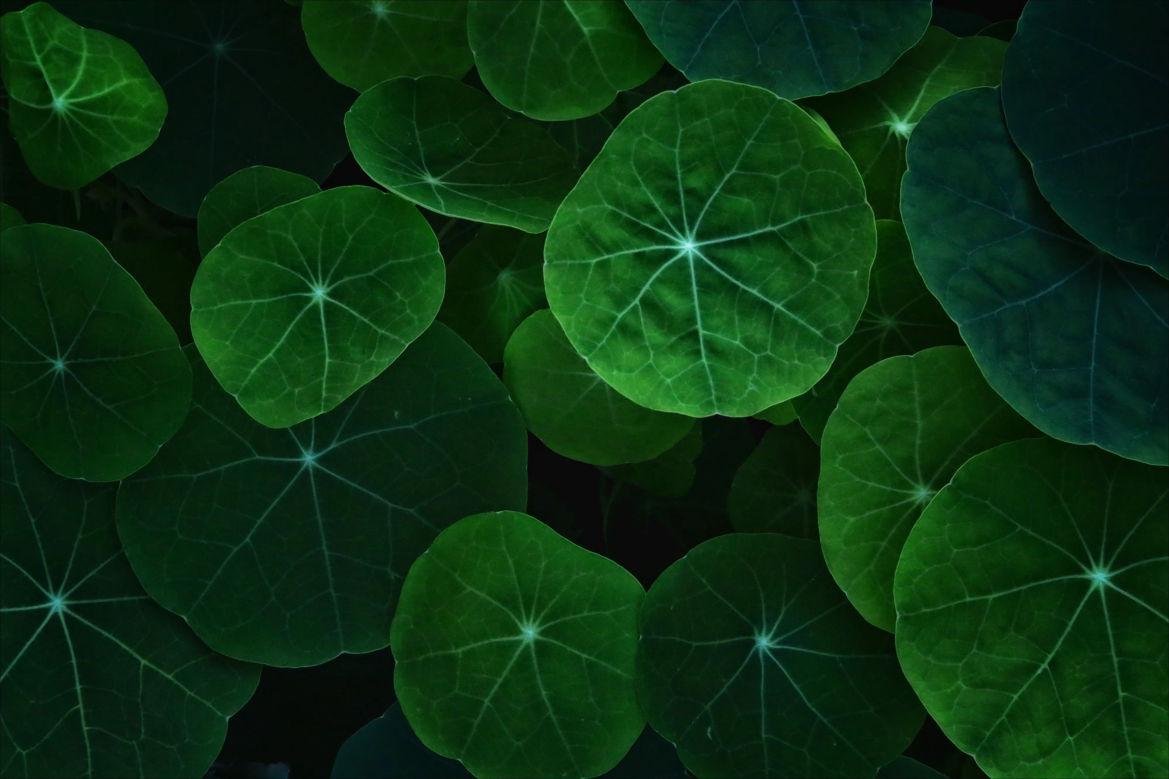 Leaf Wallpaper, HD Nature Wallpaper, 4k Wallpaper, Image, Background, Photos and Picture