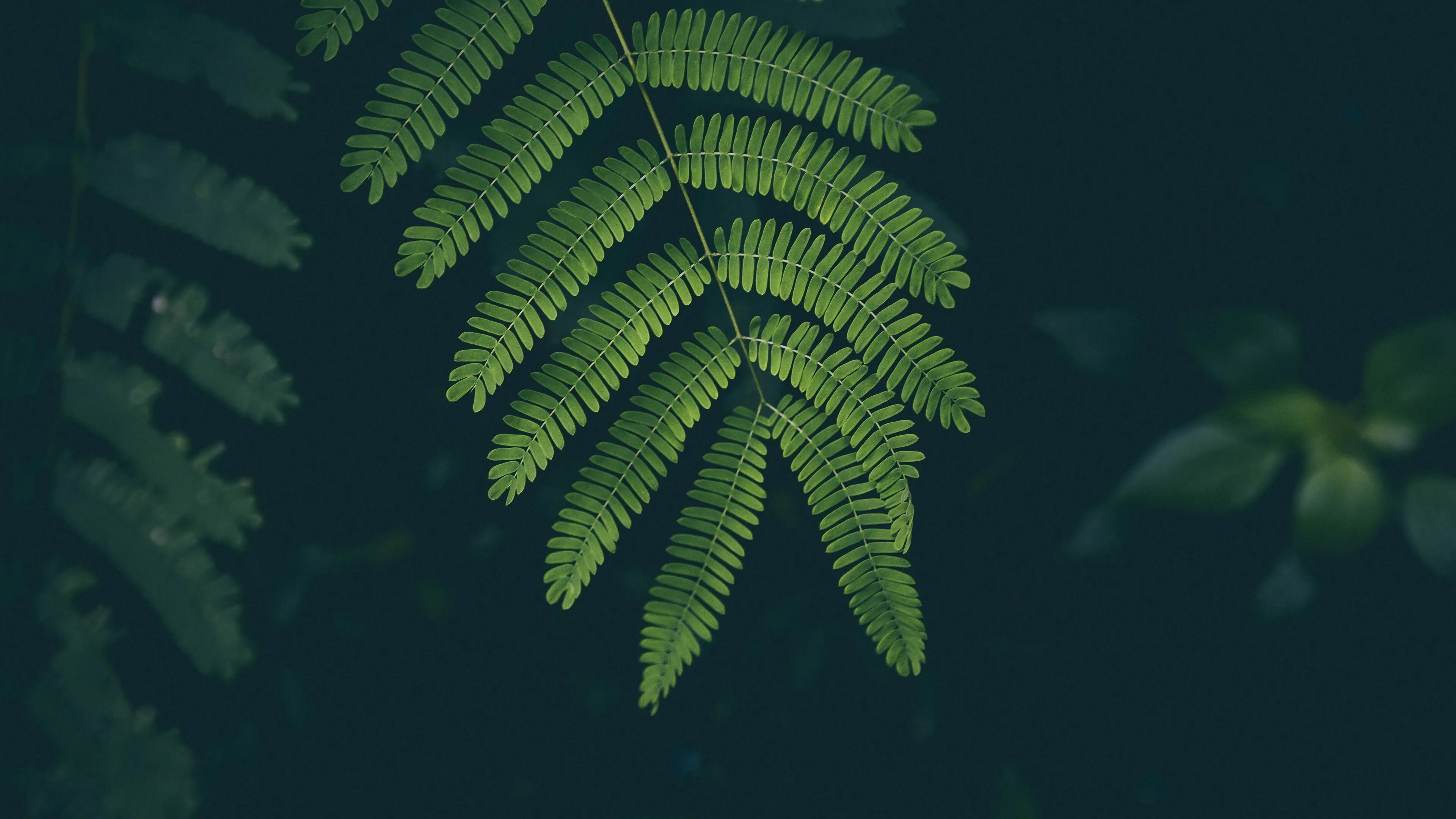 Leaf Wallpaper