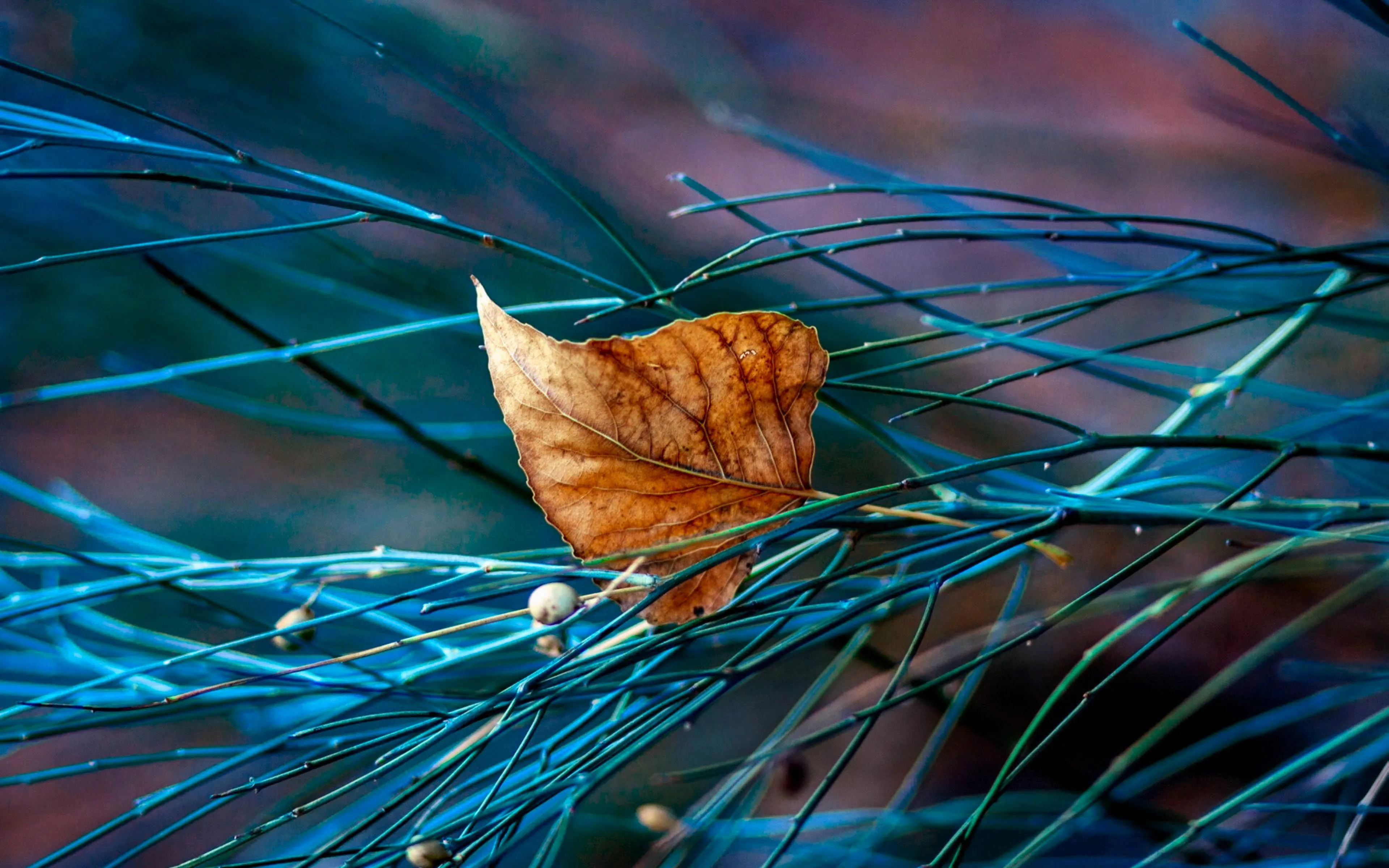 Desktop wallpaper: Nature, Leaf, Earth, Fall, Tweak 4K free download for PC. 634905
