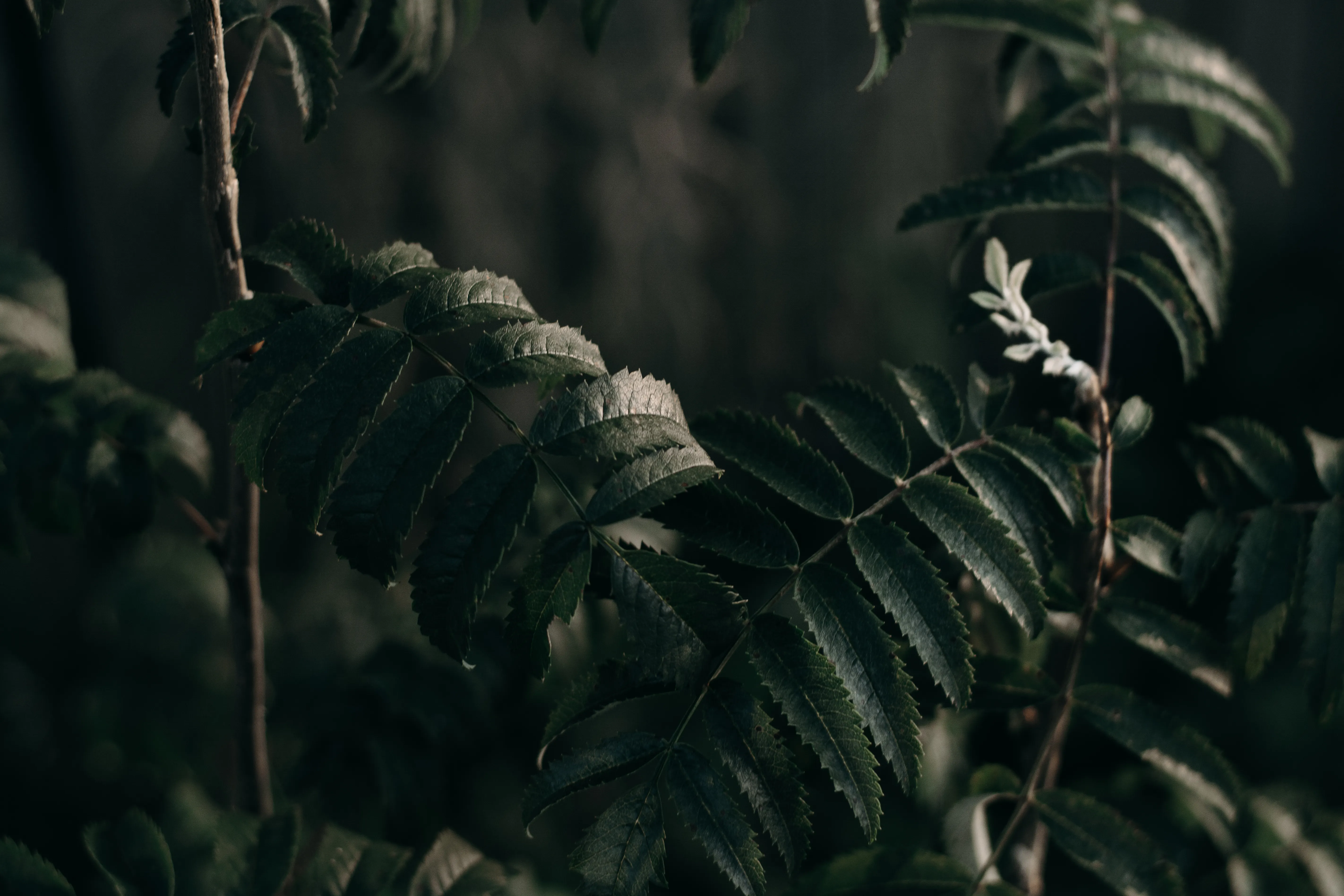 Dark Green Leaves Photo, Download The BEST Free Dark Green Leaves & HD Image