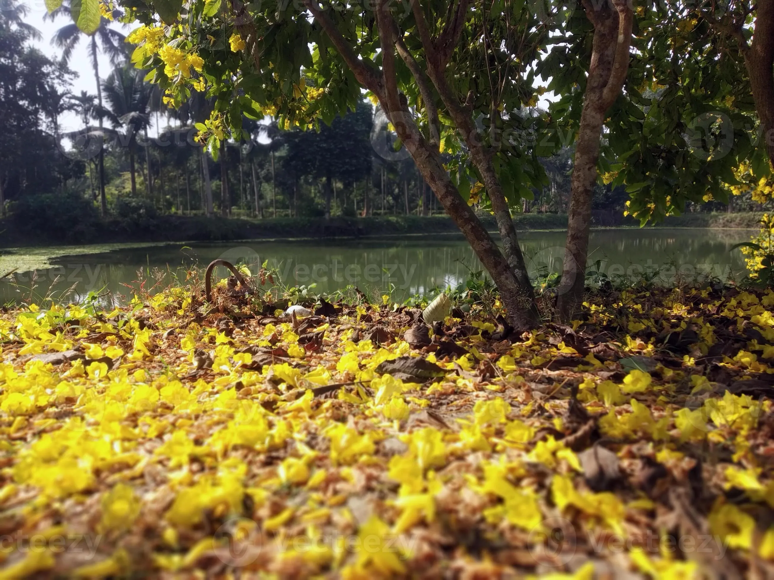 Fallen Autumn flowers and leaves on ground desktop wallpaper 4k nature background