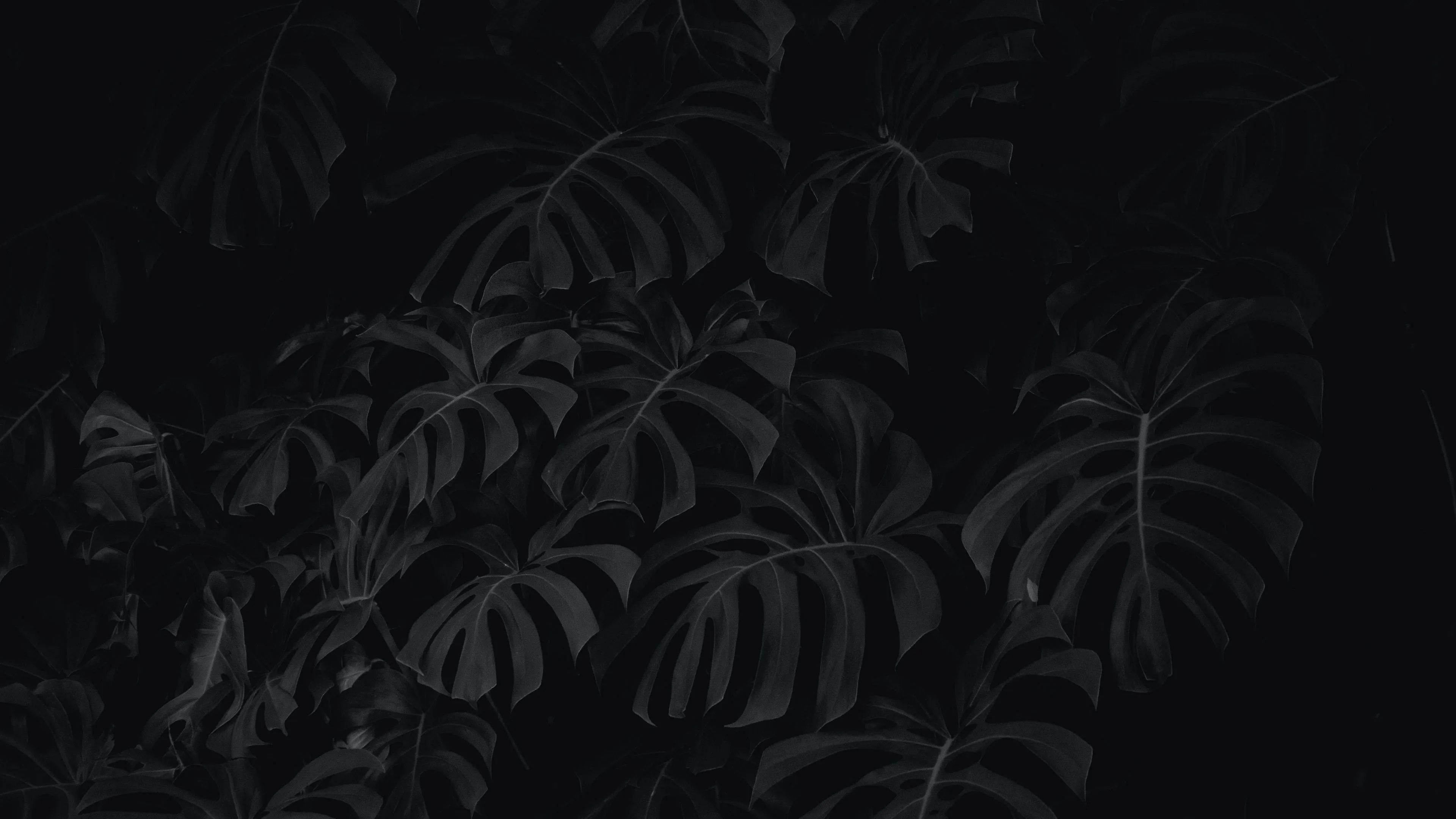 Download wallpaper 3840x2160 leaves, plant, bw 4k uhd 16:9 HD background