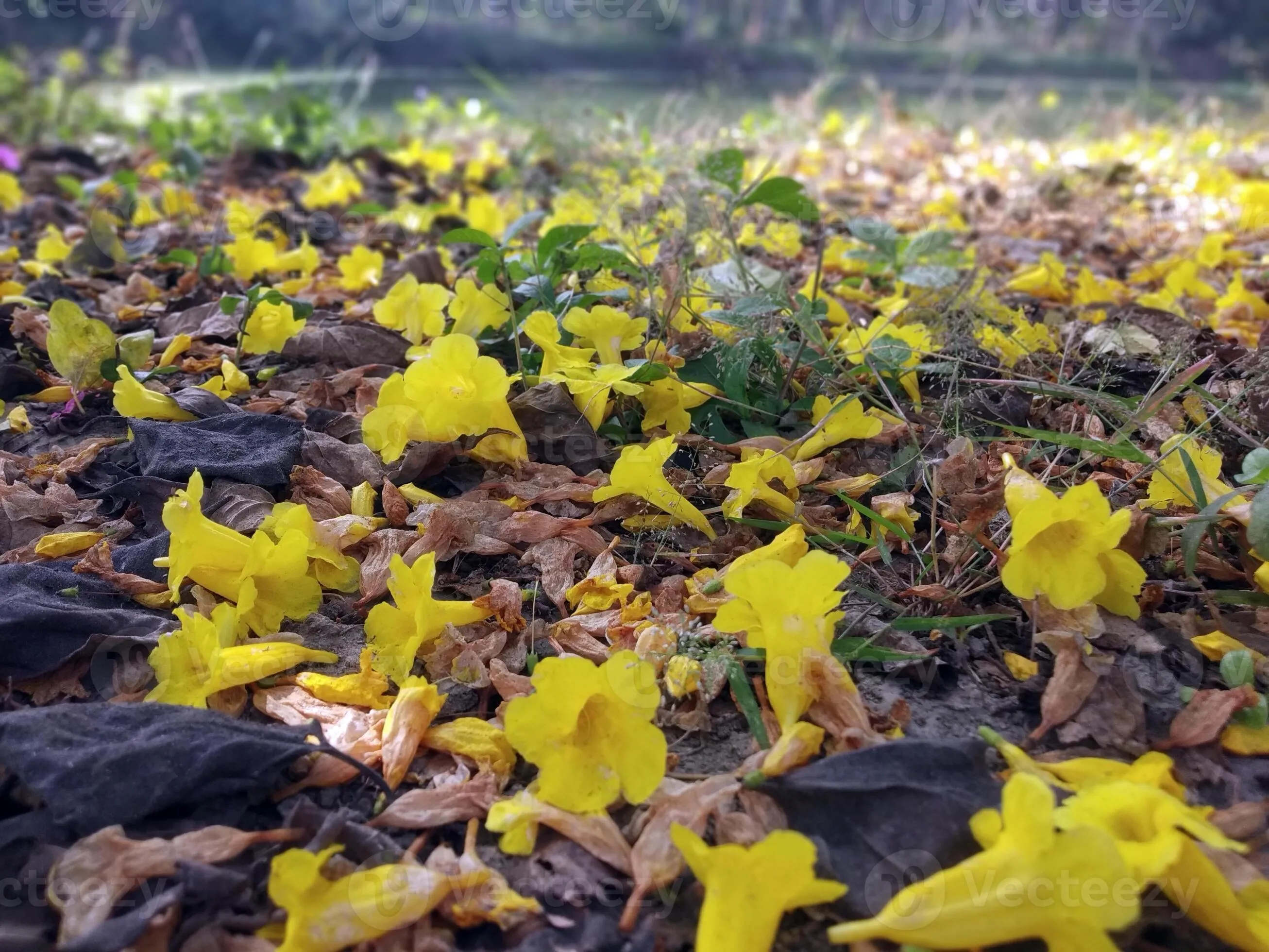 Fallen leaves on ground winter flowers wallpaper 4k desktop wallpaper
