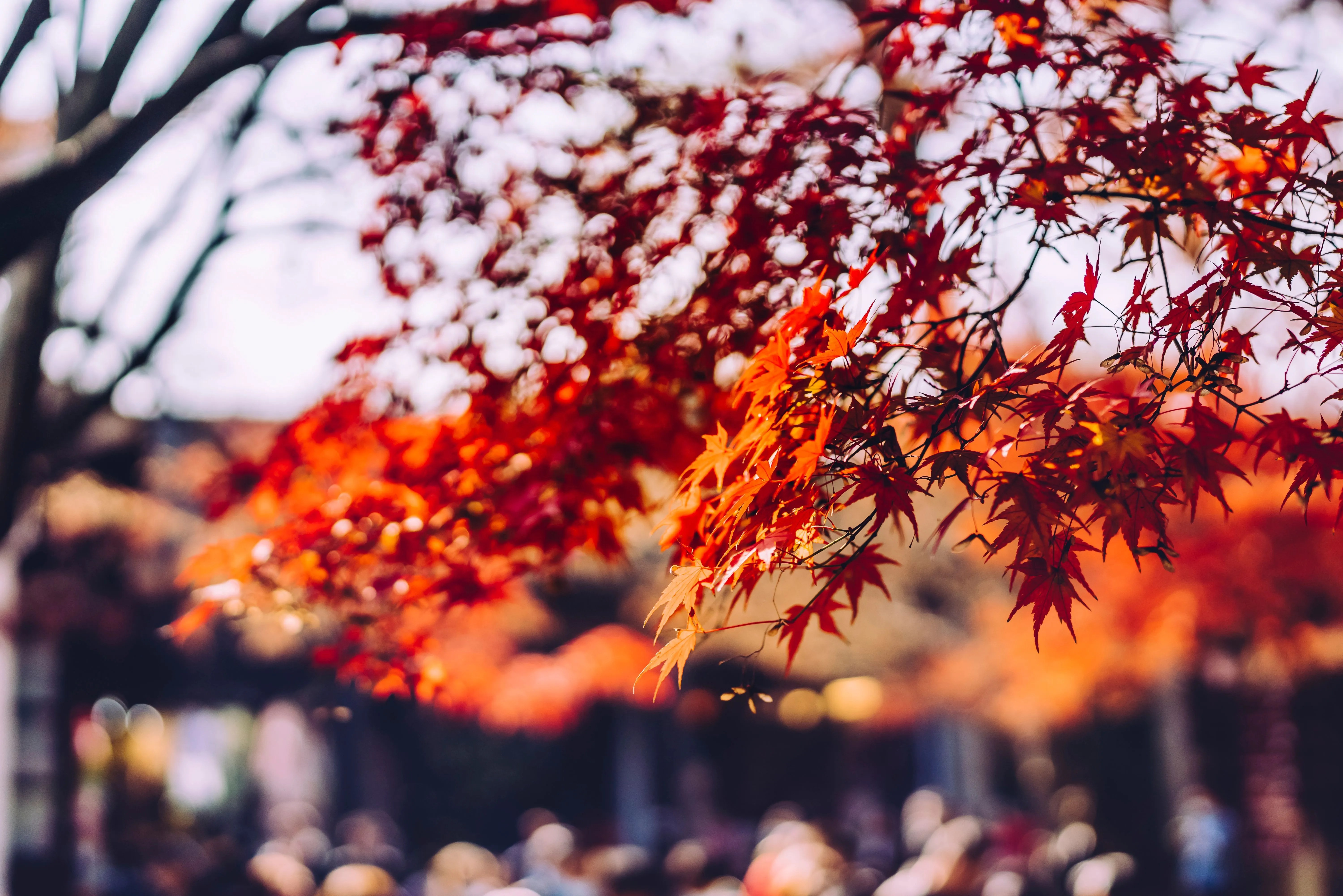 Red Leaves Photo, Download The BEST Free Red Leaves & HD Image