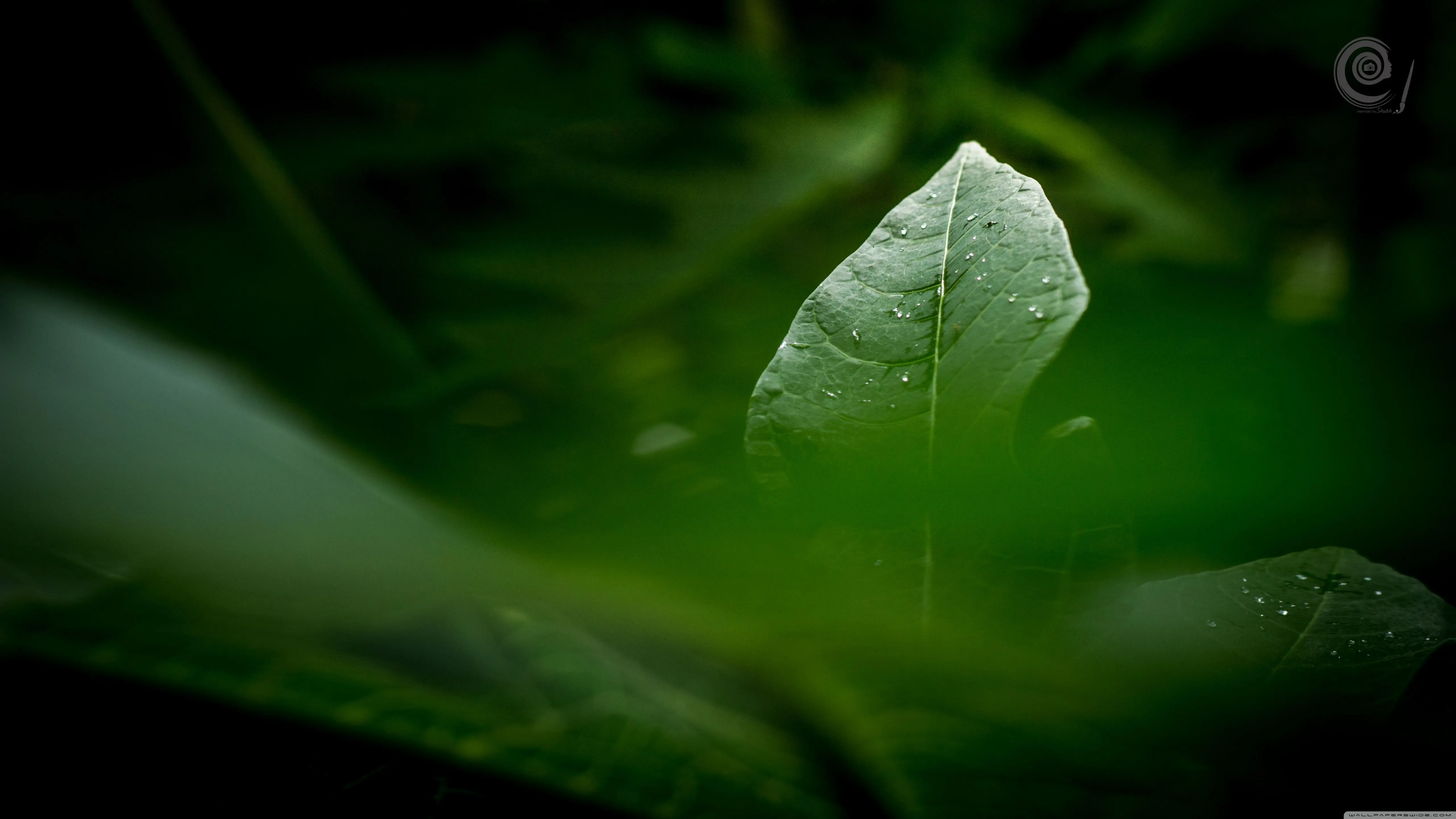 Green Leaves 4K UHD Wallpaper for UltraHD Desktop and TV, Widescreen and UltraWide Display, Smartphone and Tablet Devices