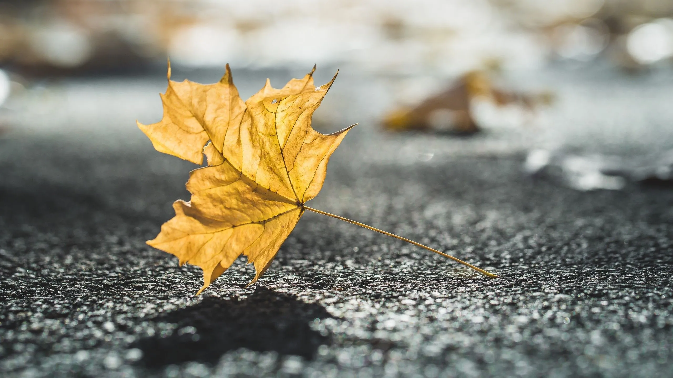 Nature Leaves Laptop Full HD 1080P , HD 4k Wallpaper, Image, Background, Photos and Picture