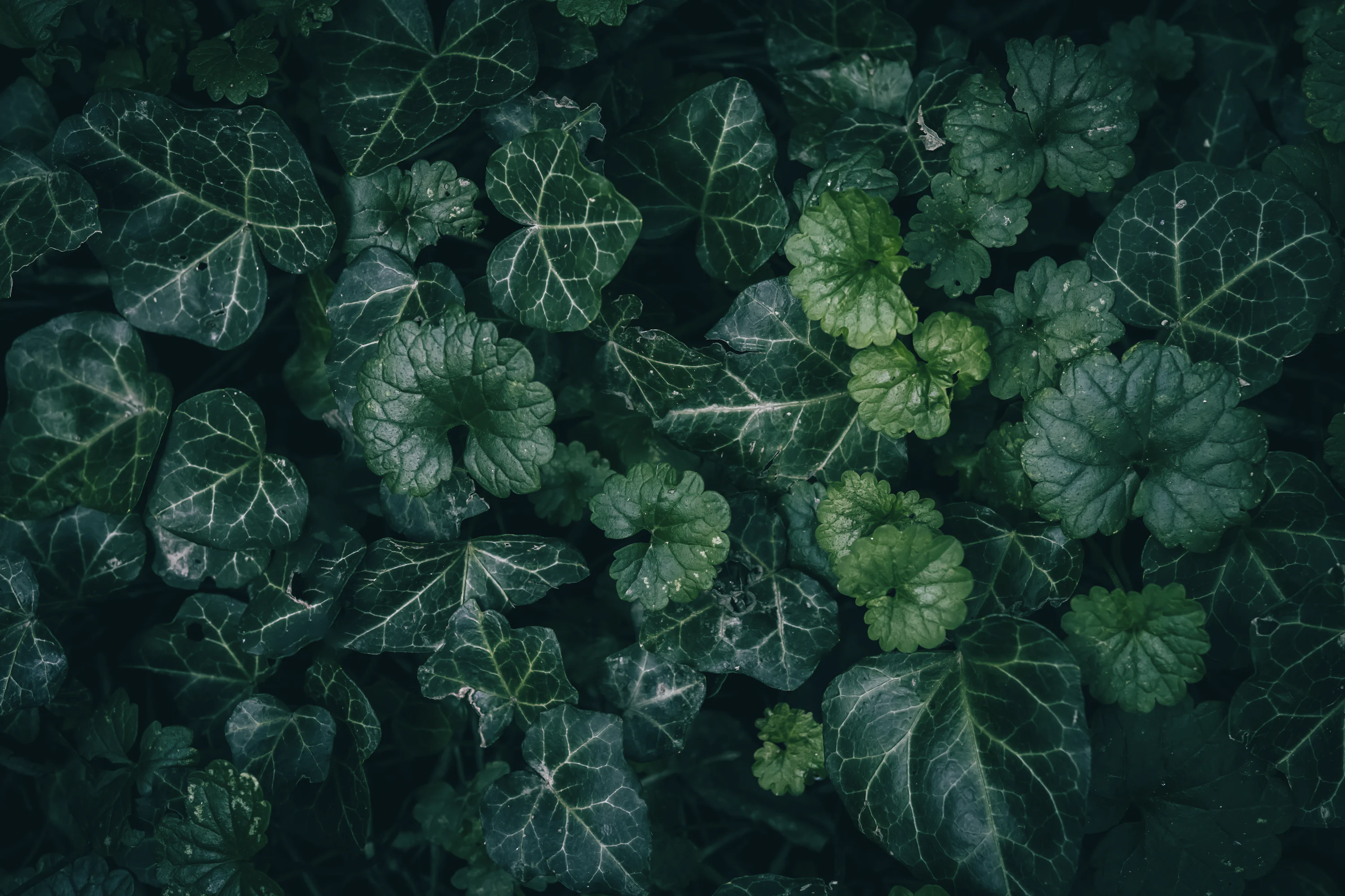 Lush, dark green foliage and plants are shown. photo