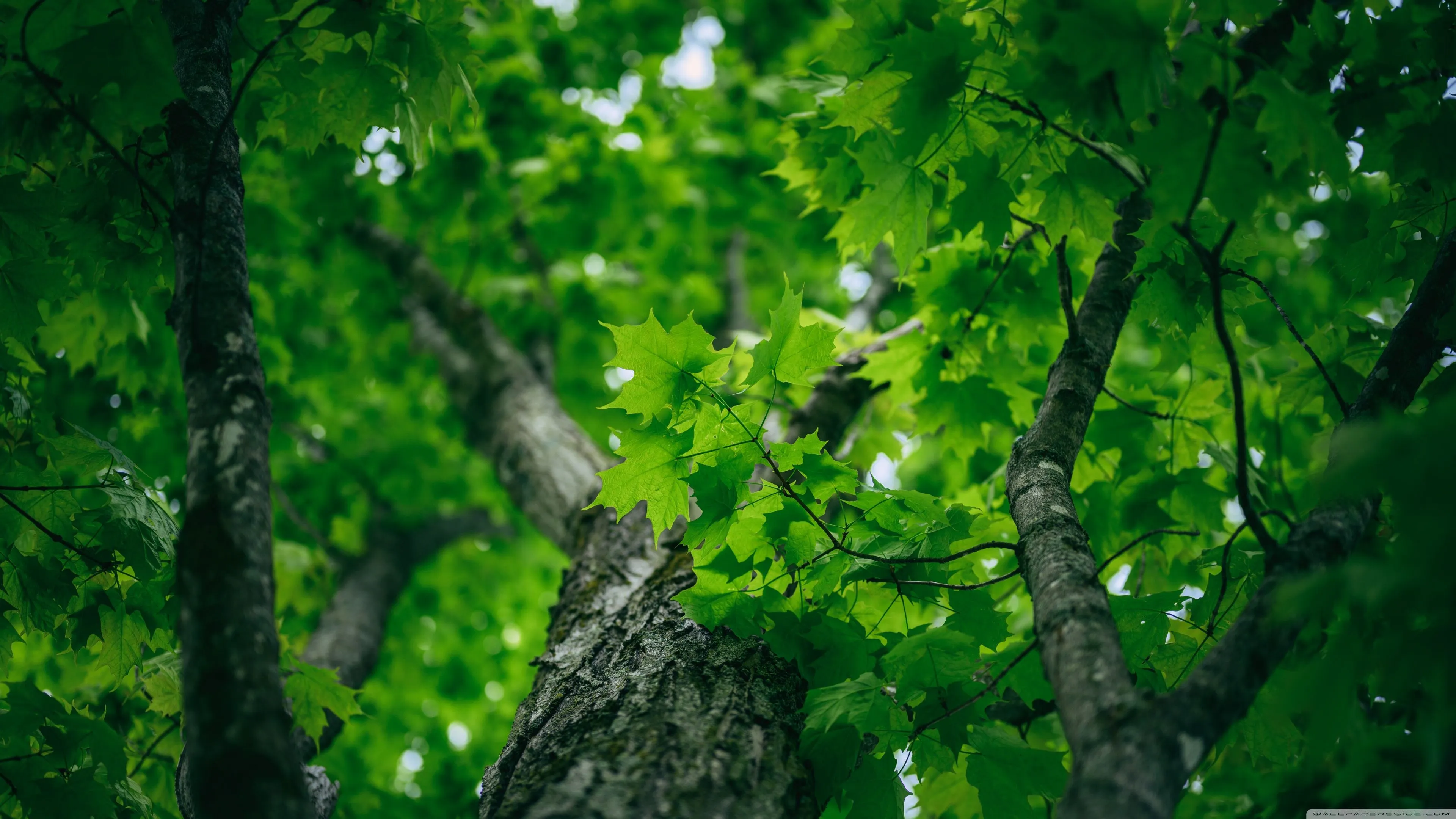 Maple, Tree, Green, Leaves, Nature, Spring 4K UHD Wallpaper for UltraHD Desktop and TV, Widescreen and UltraWide Display, Dual Monitor, Smartphone and Tablet Devices