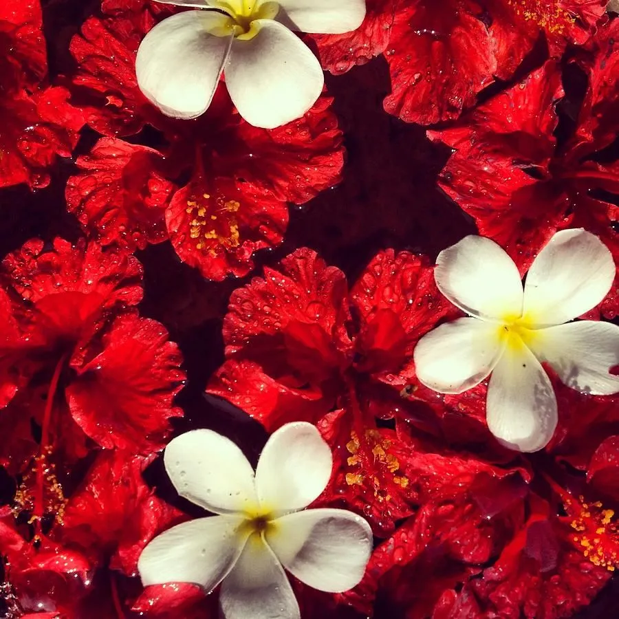 Collage Of Red Hibiscus And Plumeria