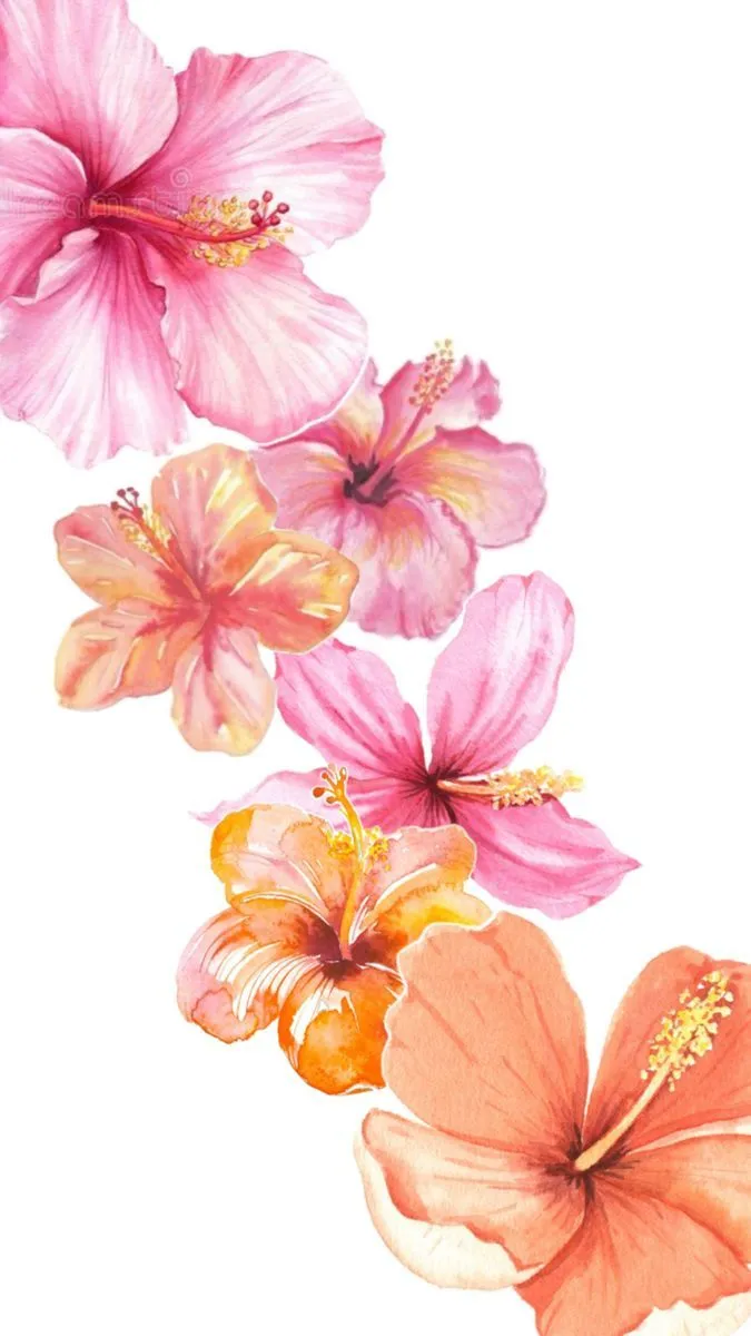 Coral hibiscus flowers. Hibiscus flower wallpaper aesthetic, Flower border clipart, Pink wallpaper background