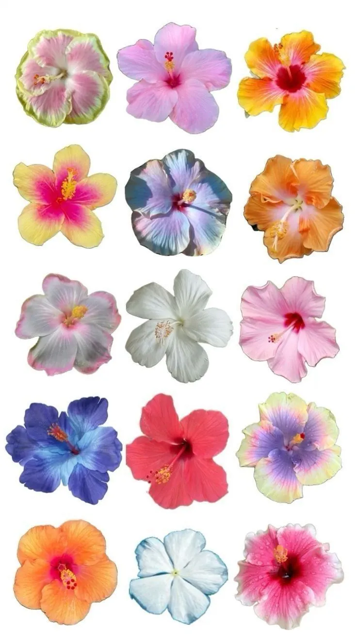 poster. Flower collage, Flower wallpaper, Hibiscus