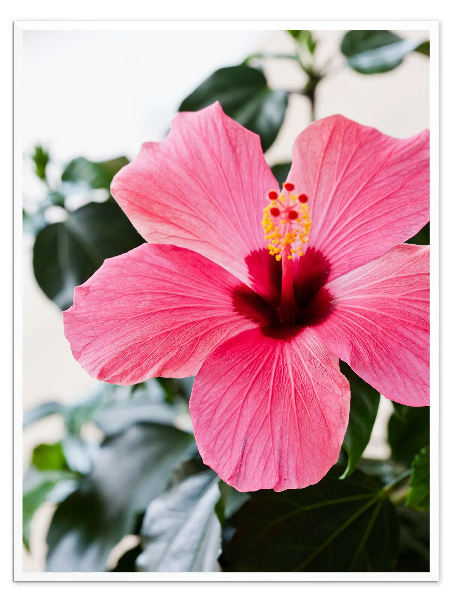 Hibiscus in full bloom