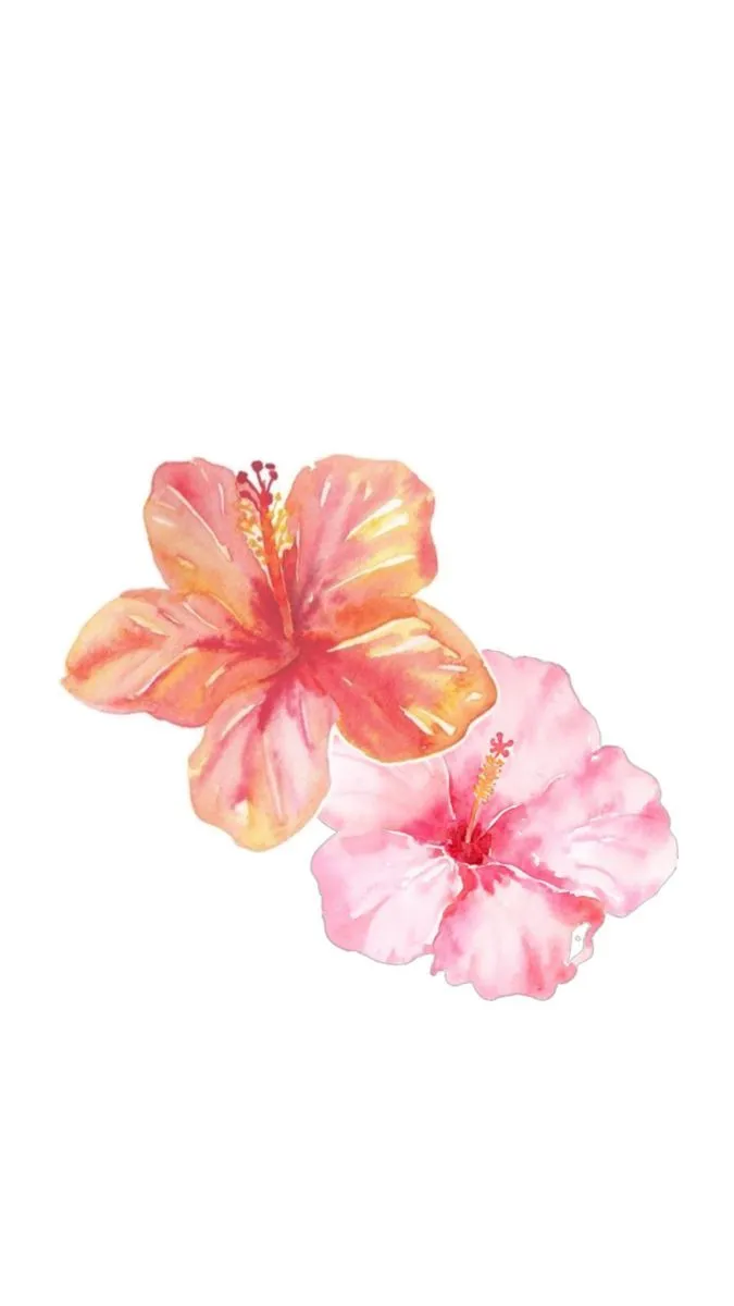 Hibiscus flower wallpaper