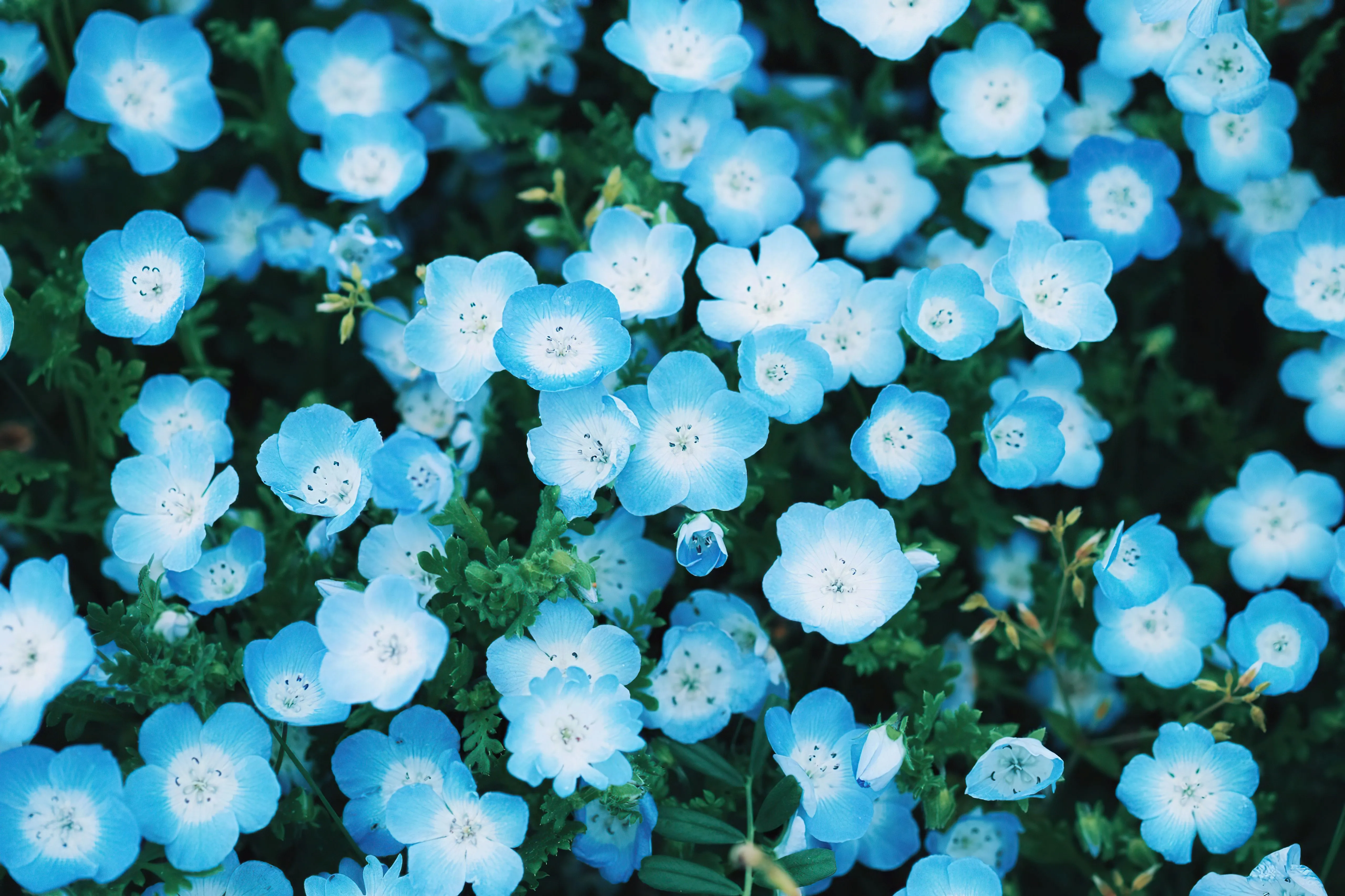 Cyan Flower 5k Wallpaper, HD Flowers Wallpaper, 4k Wallpaper, Image, Background, Photos and Picture