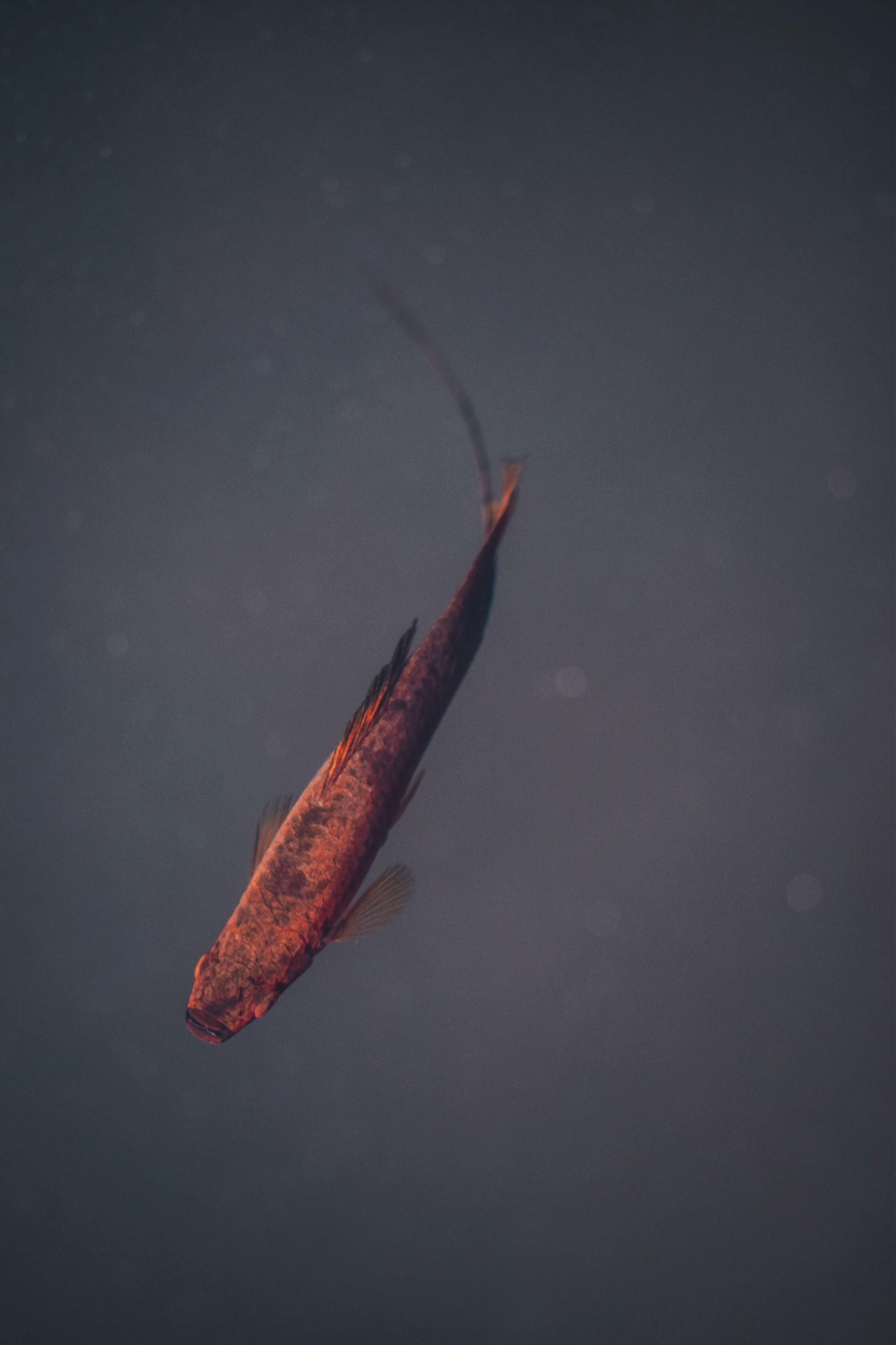 Poecilia Reticulata Photo, Download The BEST Free Poecilia Reticulata & HD Image