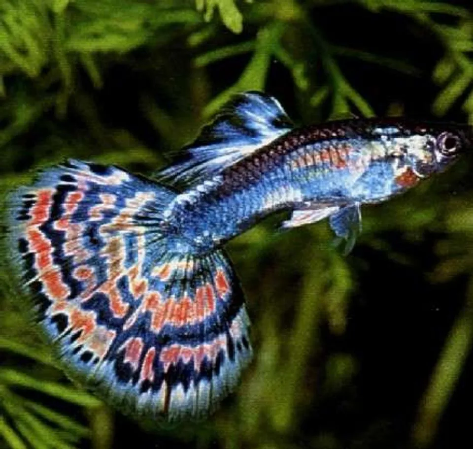 Blue Delta Guppy (poecilia Reticulata) Photo