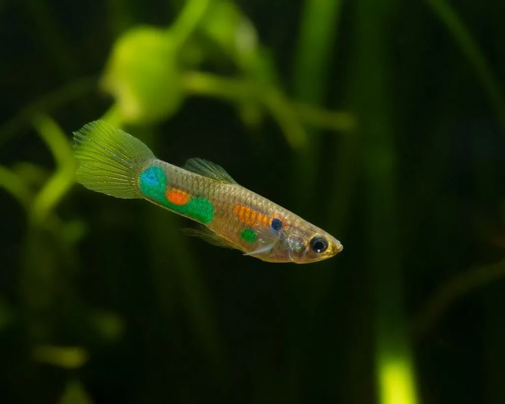 Guppy (Poecilia reticulata) · iNaturalist