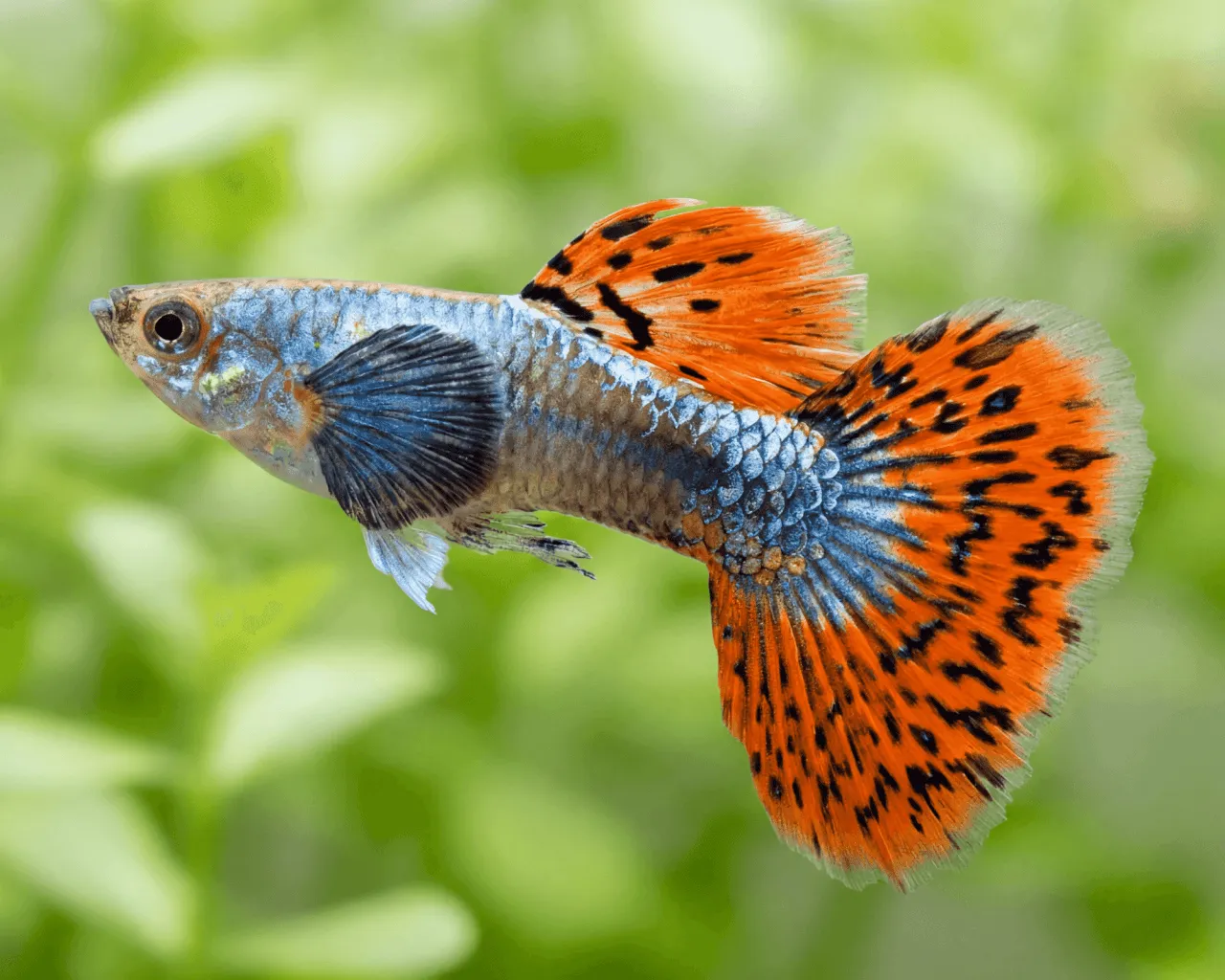 Guppy Dumbo Ear Mosaic reticulataännchen. Guppys. Lebendgebärende