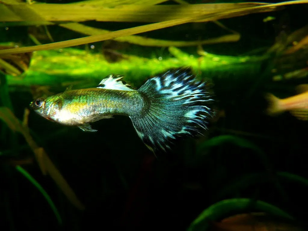 Blue guppy. Poecilia reticulata Although really this specie