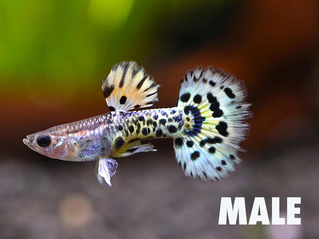 Yellow Leopard Guppy (Poecilia reticulata)