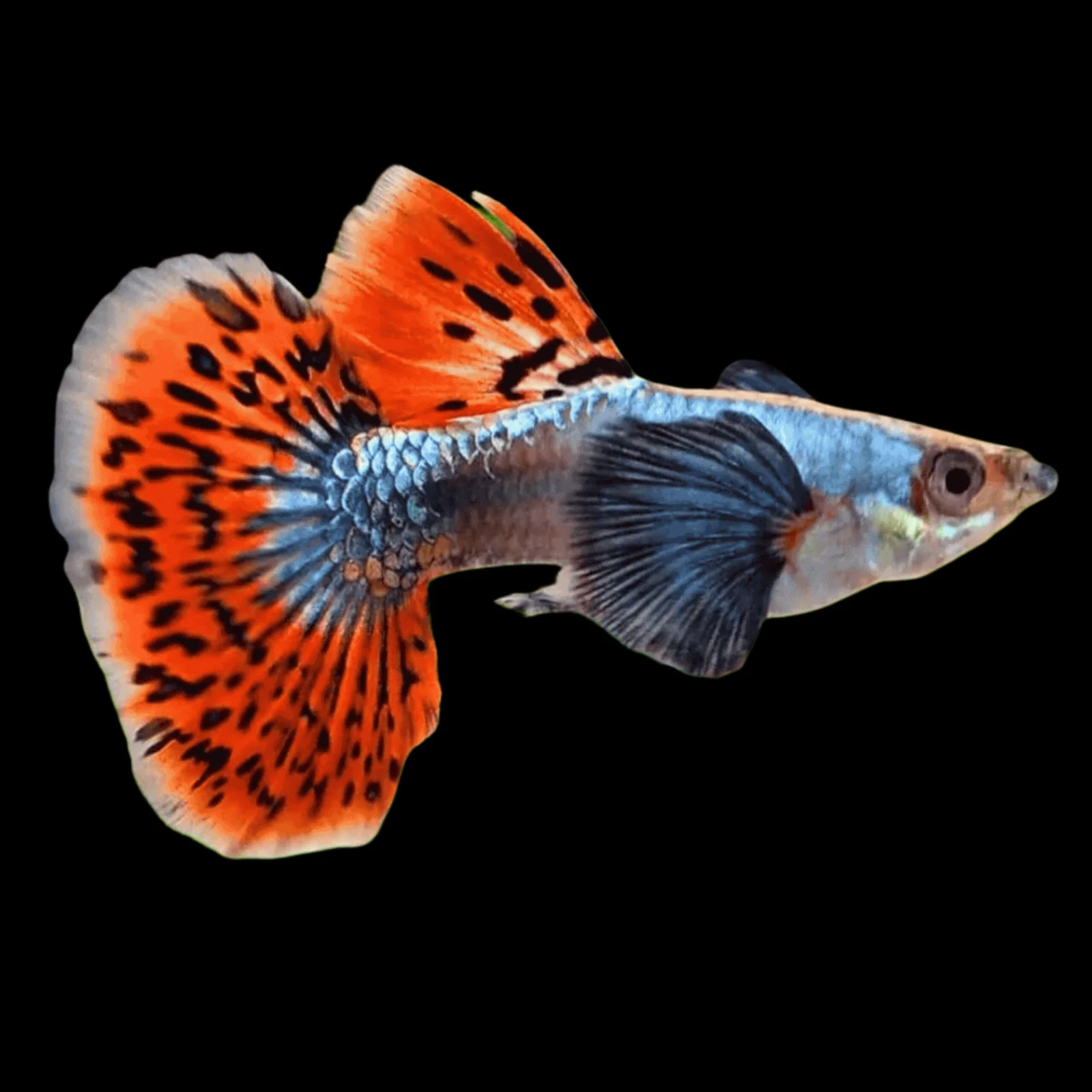 G) Chilli Mosaic Guppy (Poecilia reticulata)[male + female pair]
