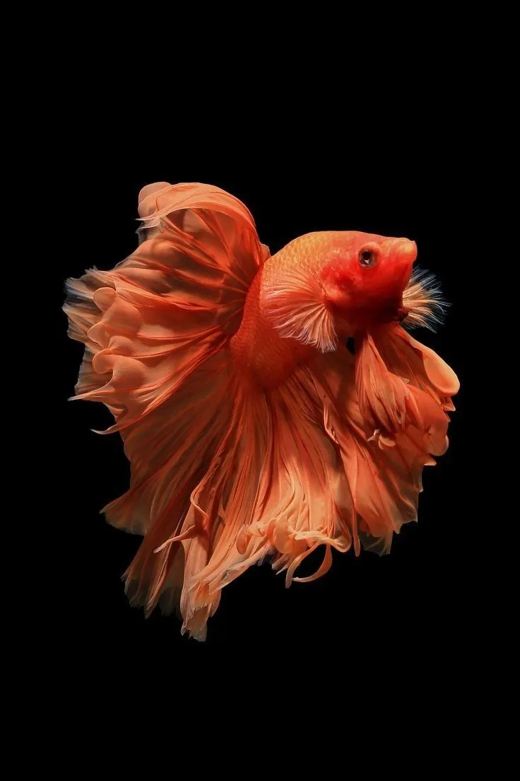 Fish Wallpaper HD