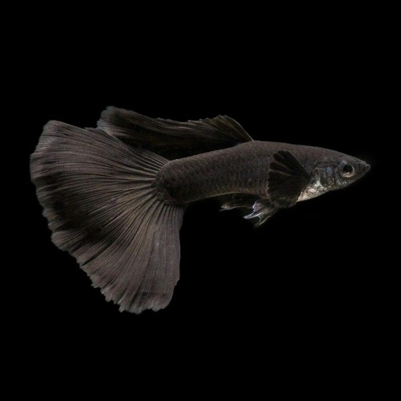 Full Black Guppy Pairs (Poecilia reticulata)