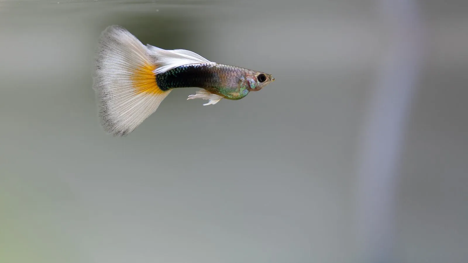 Yellow Tuxedo Guppy (male). The guppy (Poecilia reticulata)