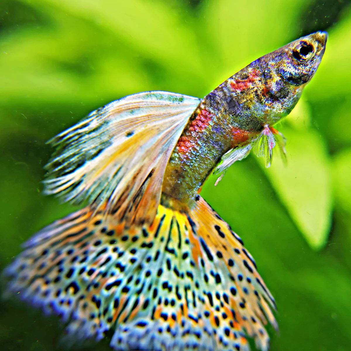 1/ Prismatic Iridescent Pantheres Reticulata