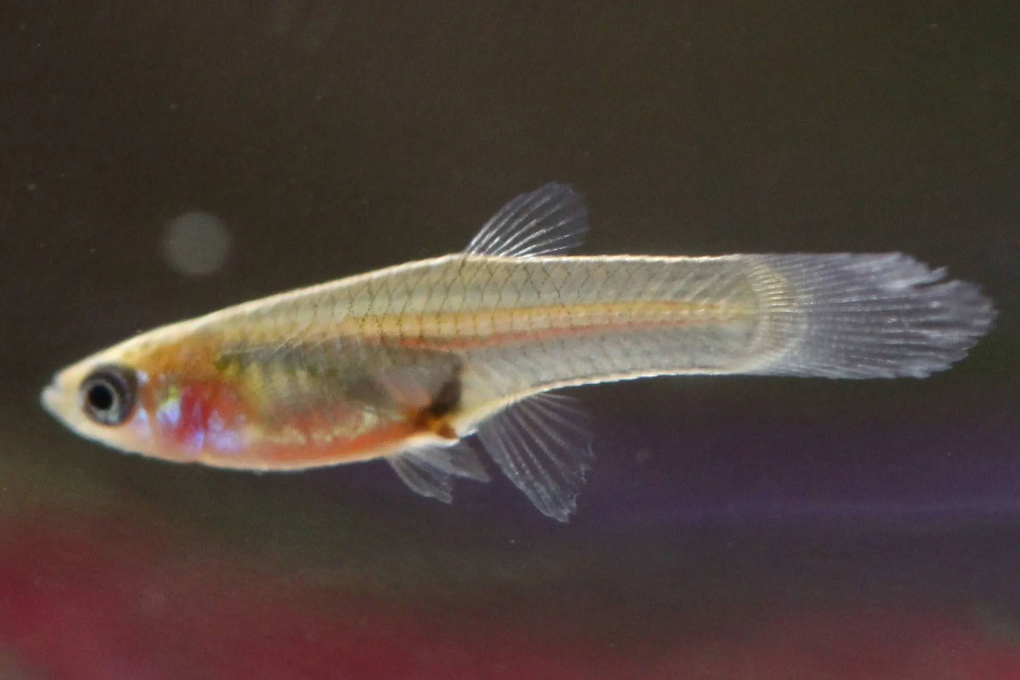 Guppy (Poecilia reticulata) · iNaturalist