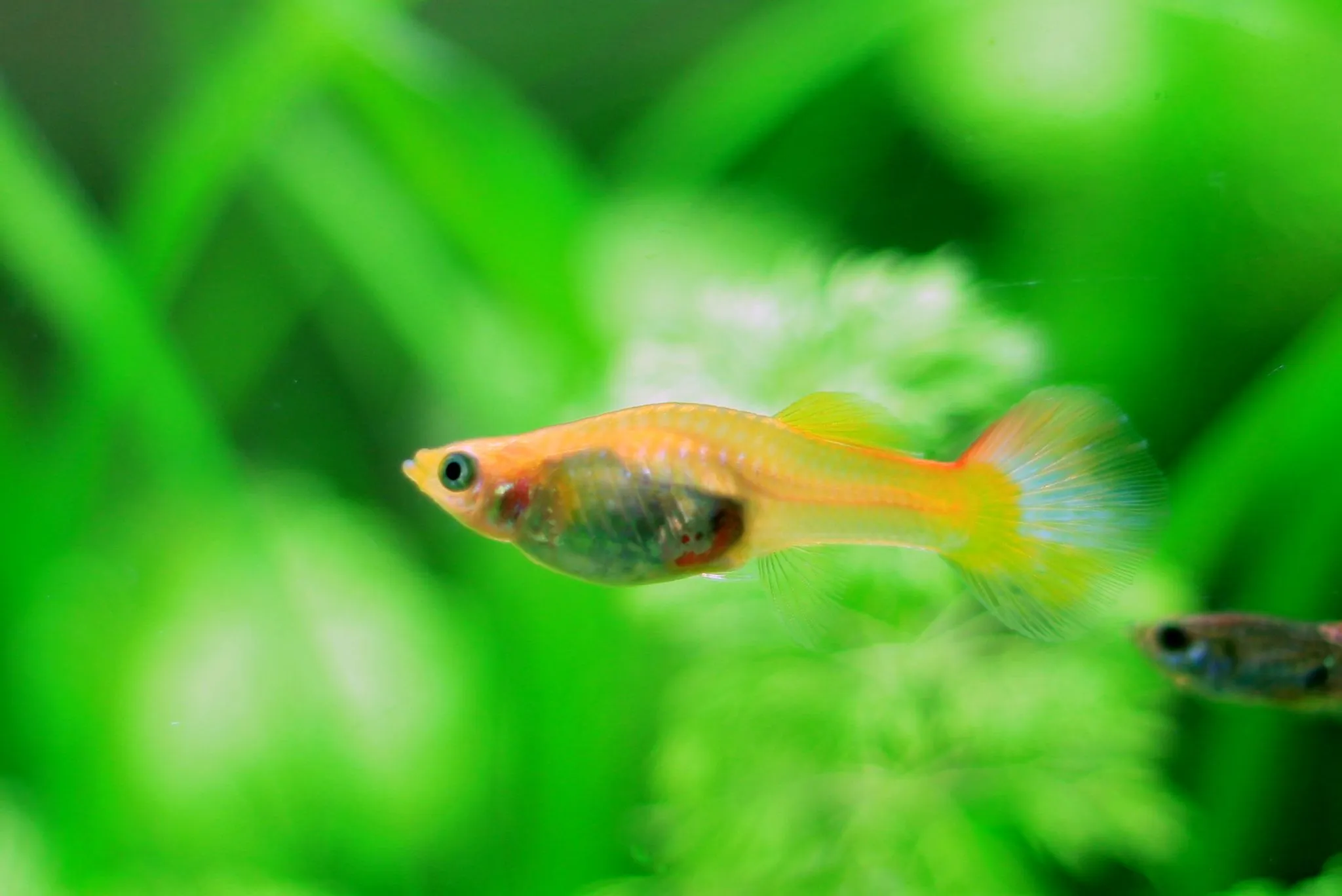 Guppy (Poecilia reticulata) · iNaturalist