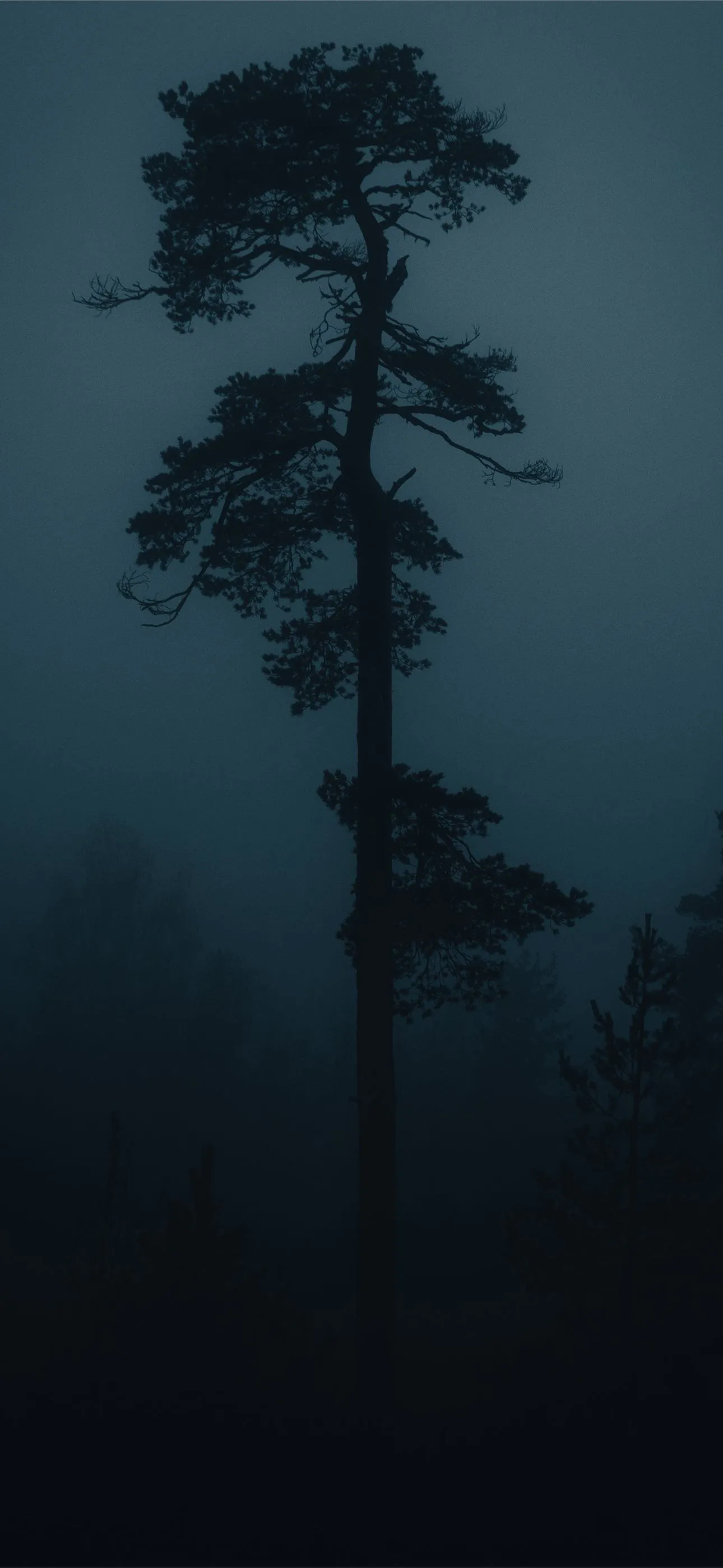silhouette of tree during night time iPhone Wallpaper Free Download