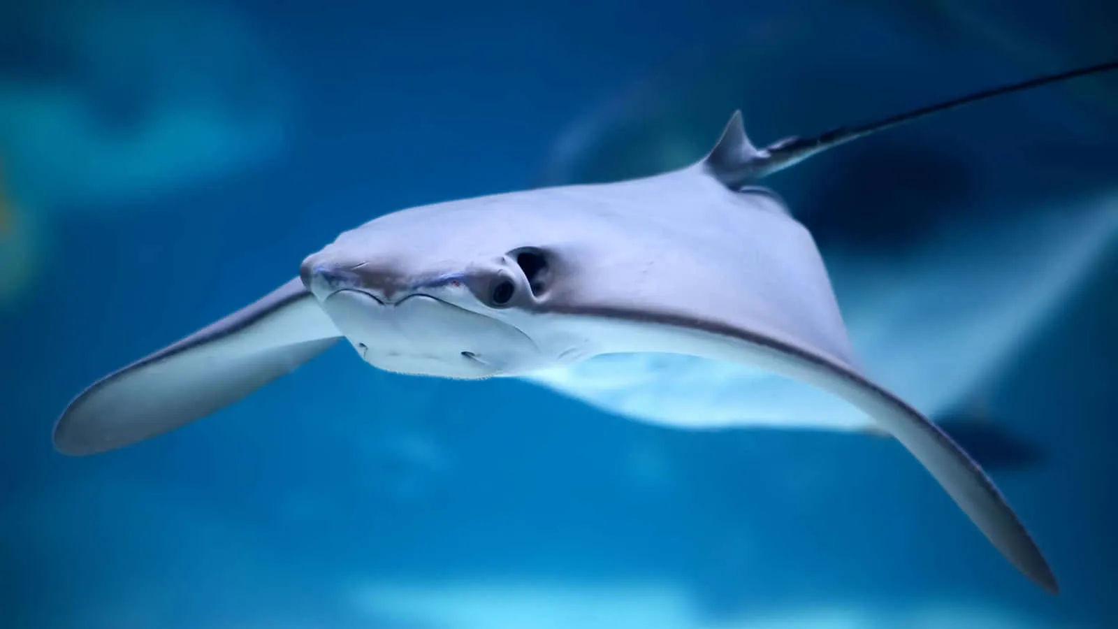 Stingray Wallpaper