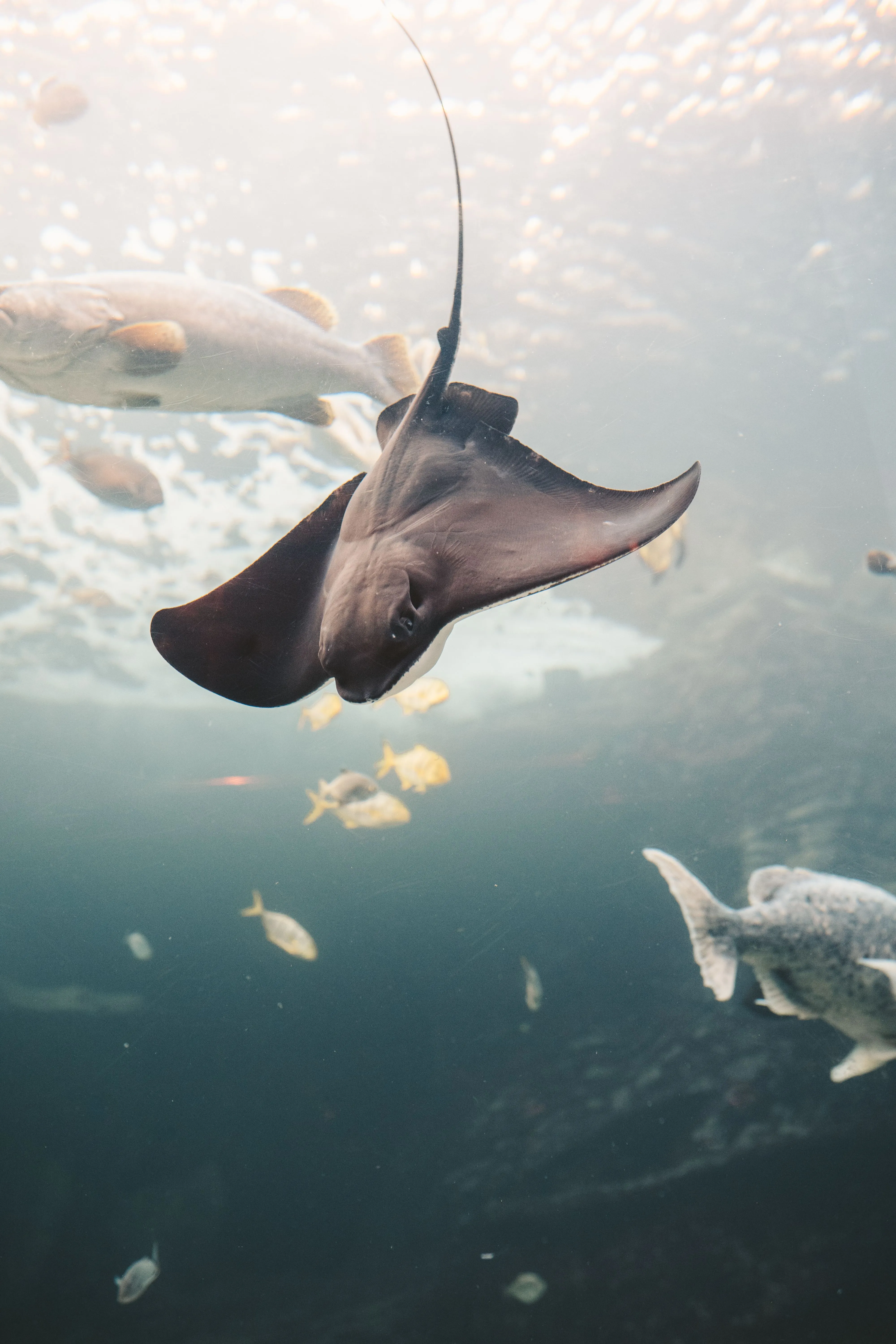 Manta Ray in Close Up Shot · Free