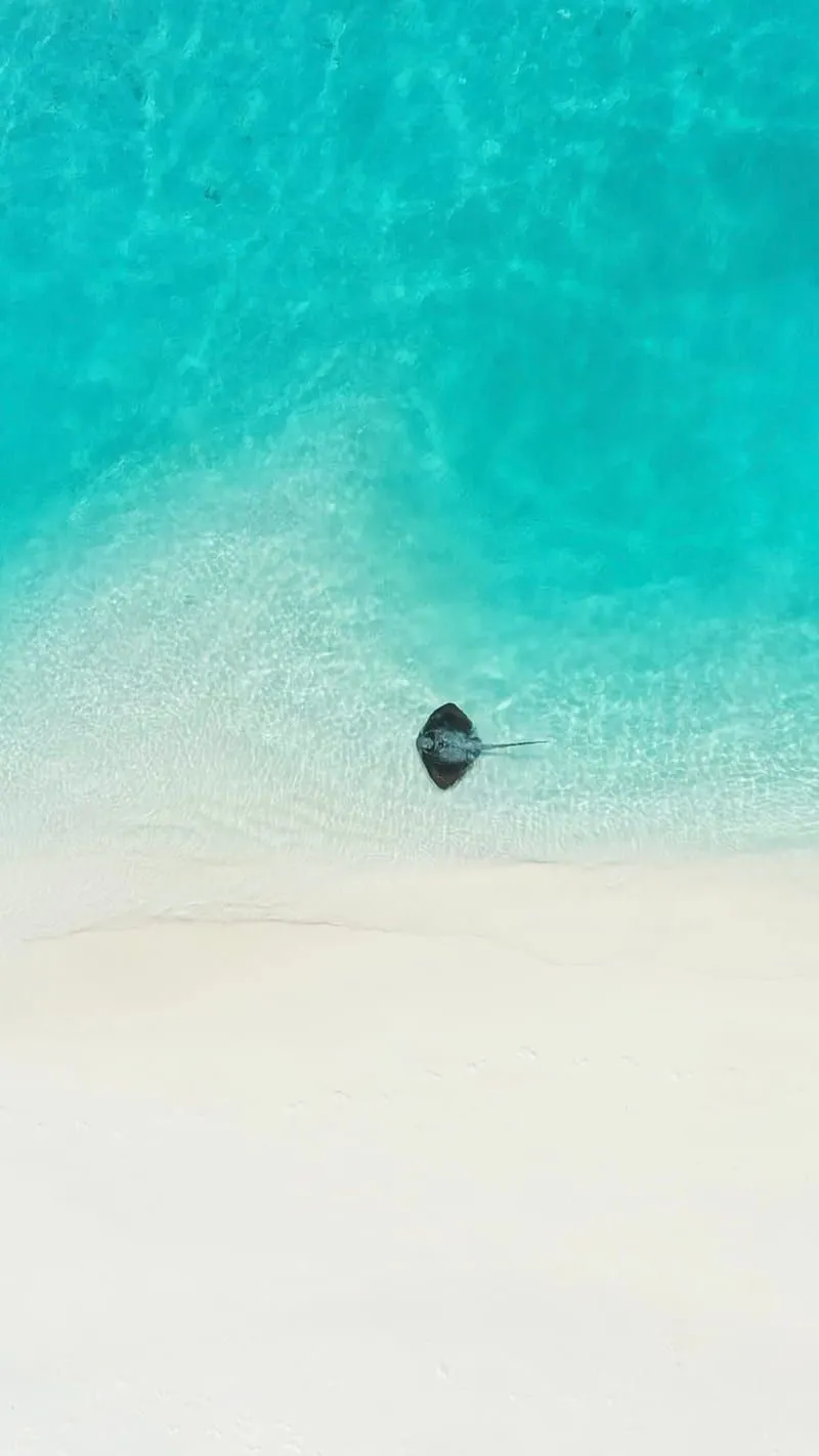 Stingray, , beach, blue, lagoon, maldives, nature, sand, HD phone wallpaper