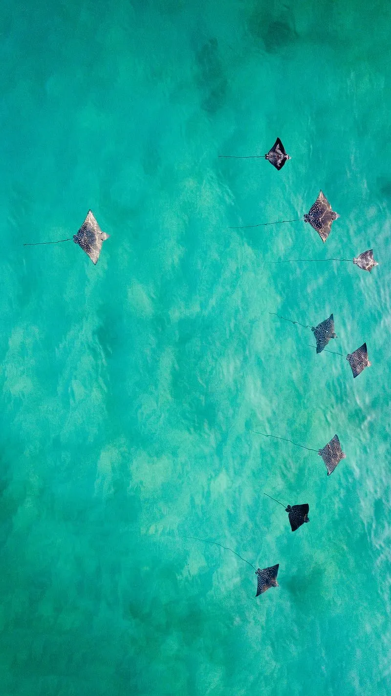 Stingrays, amazing, aquarium, awesome, bonito, drone, fish, iphone, samsung, HD phone wallpaper