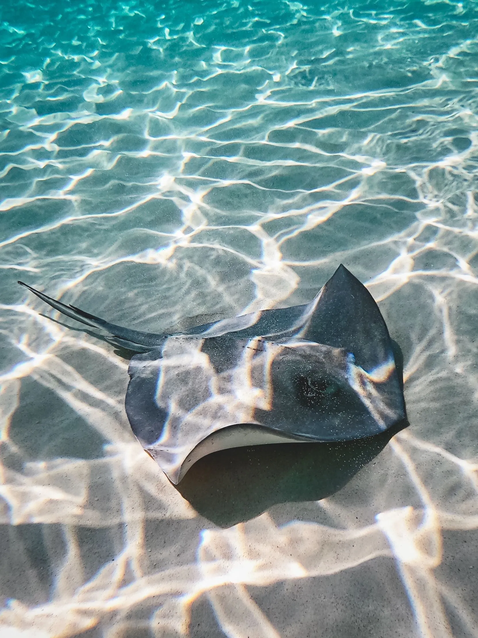Stingray ideas. eagle ray underwater, eagle ray photography, eagle ray hawaii
