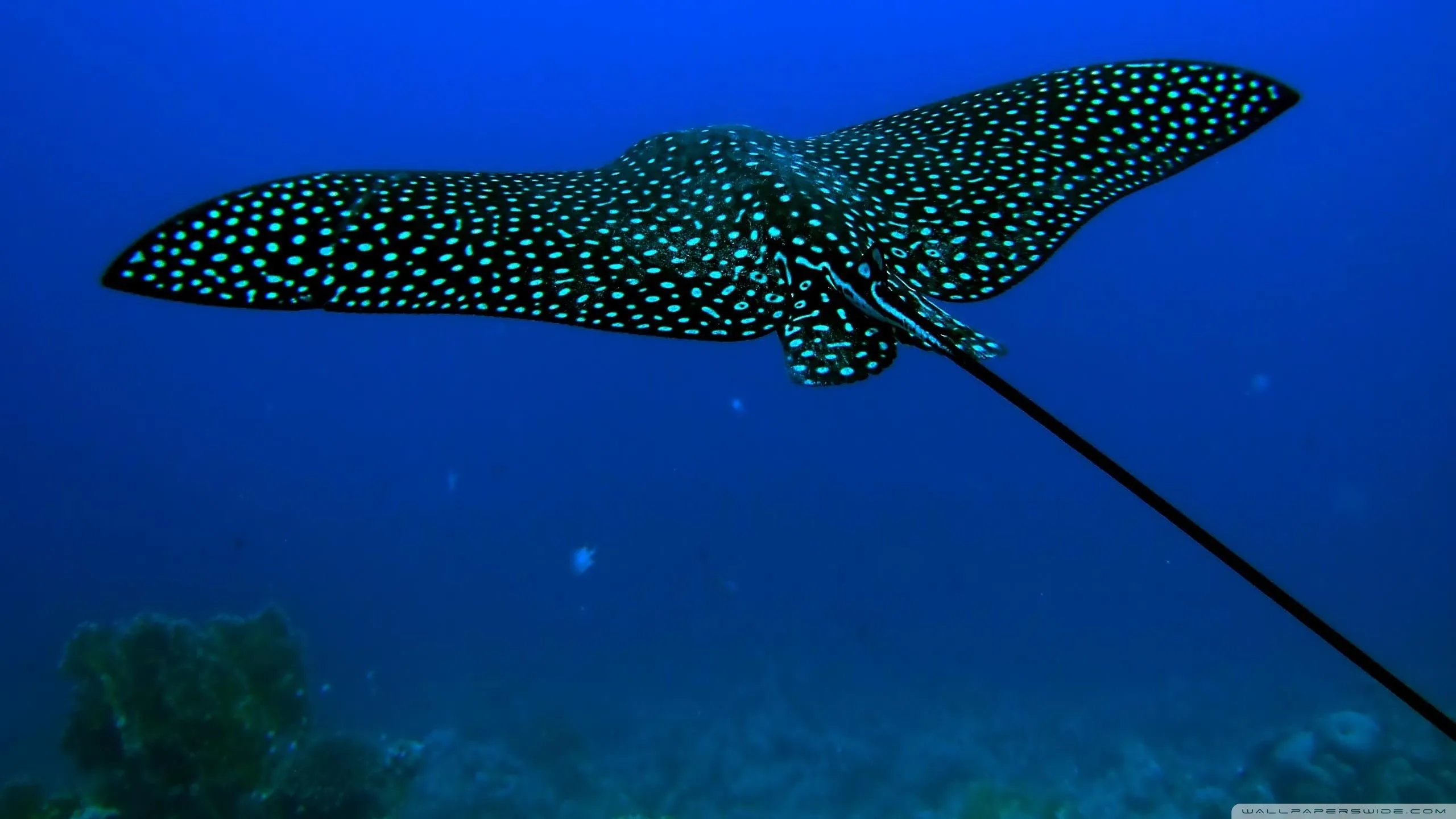 Stunning HD Stingray Dive: Graceful Beauty Beneath the Wavesx1440
