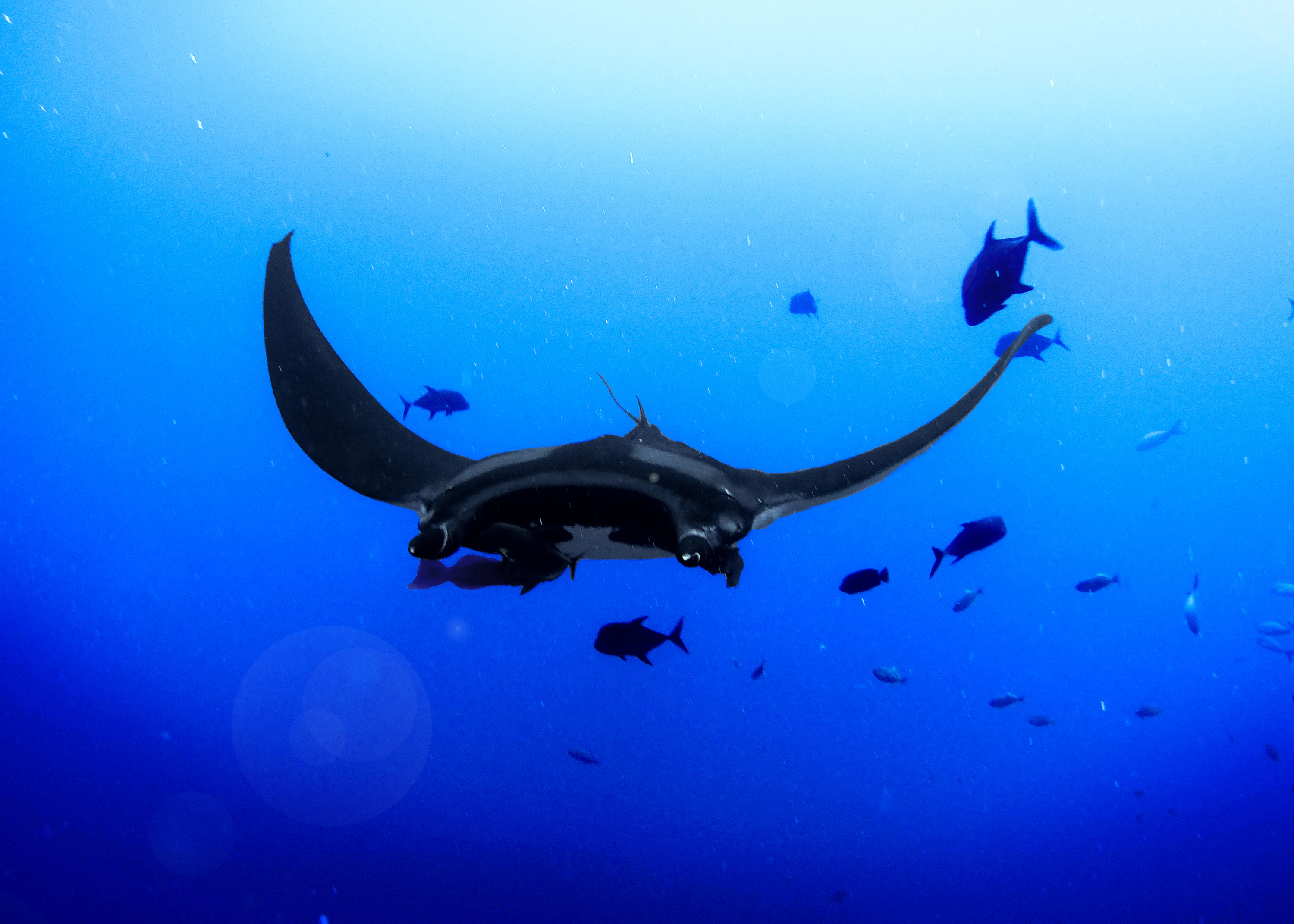 Black sting ray wallpaper photo