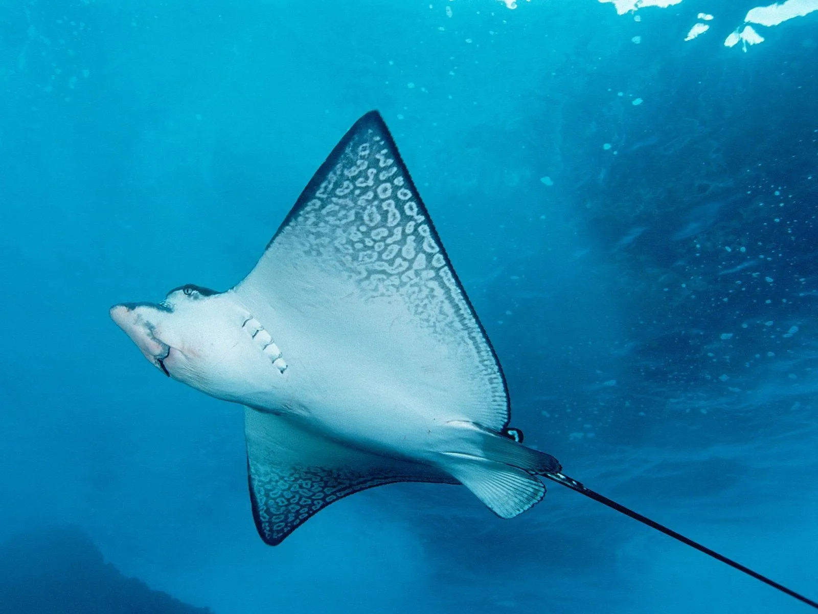Azure Glider