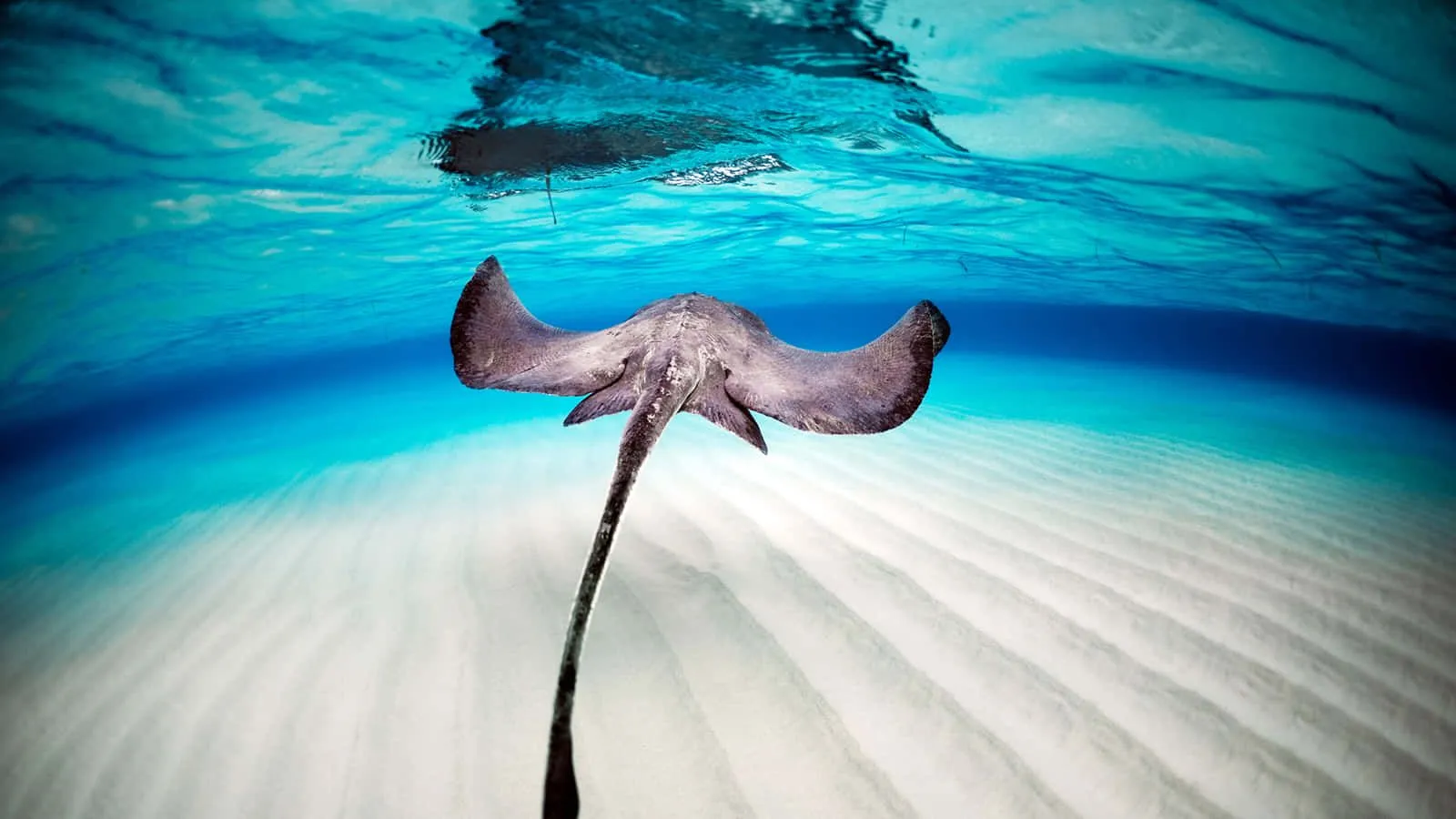 Stingray Wallpaper
