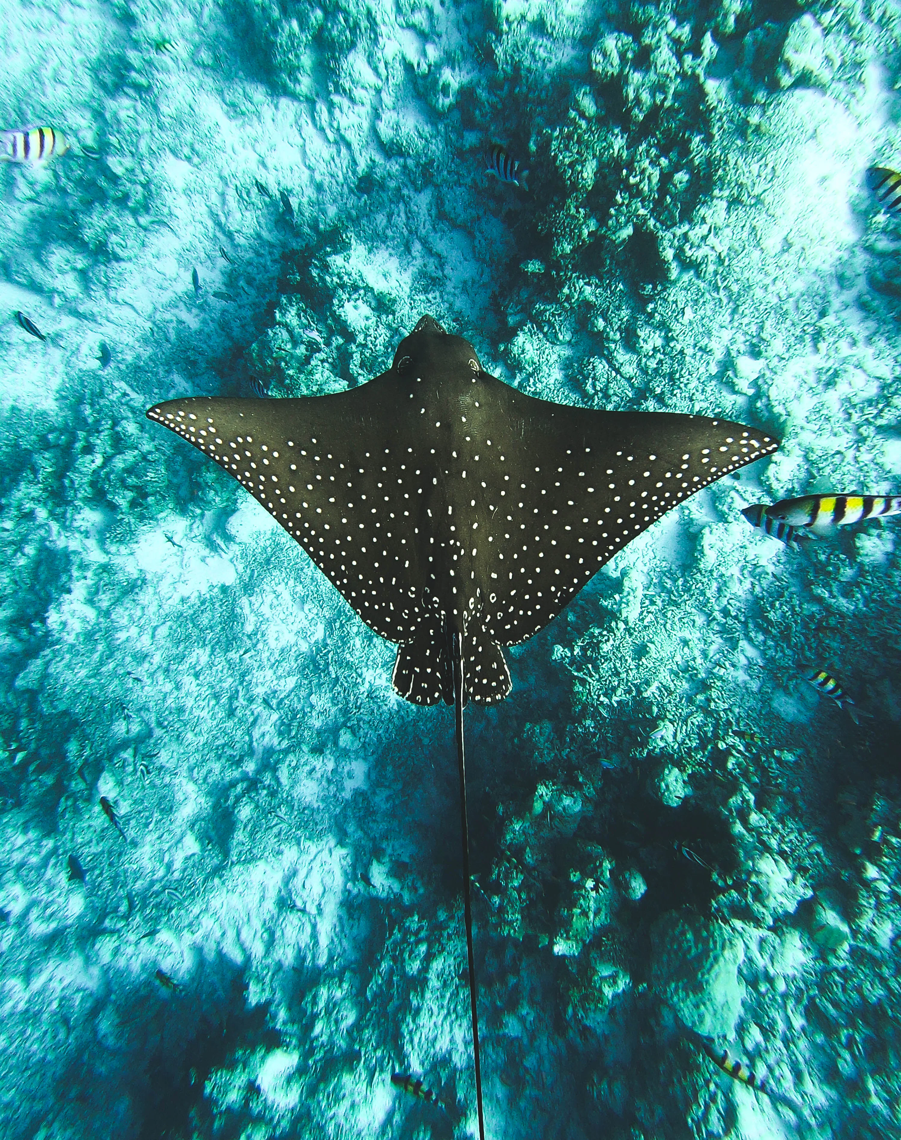 Black stingray on water photo