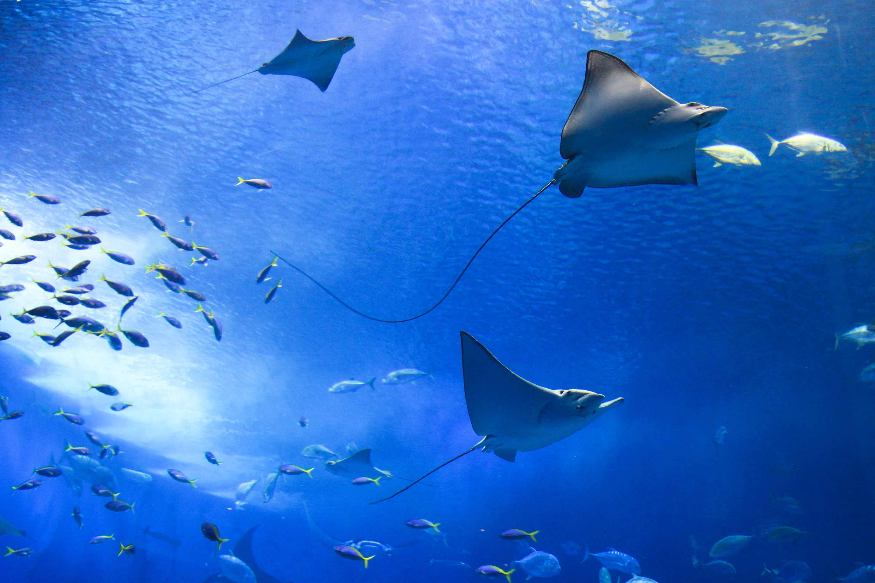 Stingrays Picture. Download Free Image